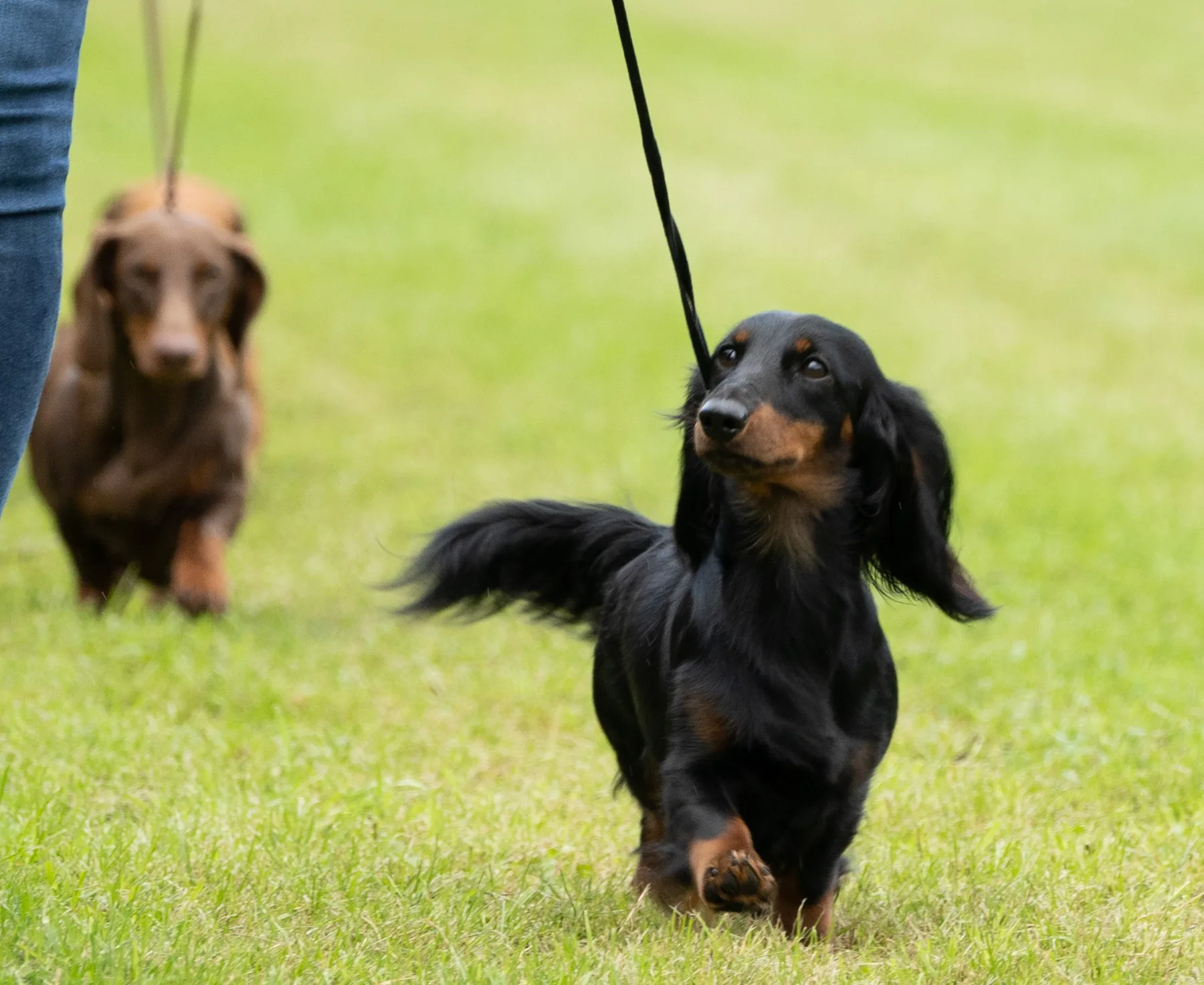 Duende Alanta — pikakarvalised taksikoerad väljas, jahikoolitusel