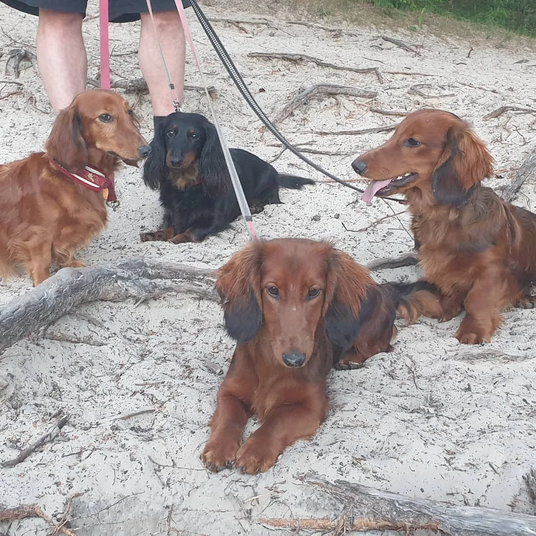 Neli pikakarvalist taksikoera mererannas