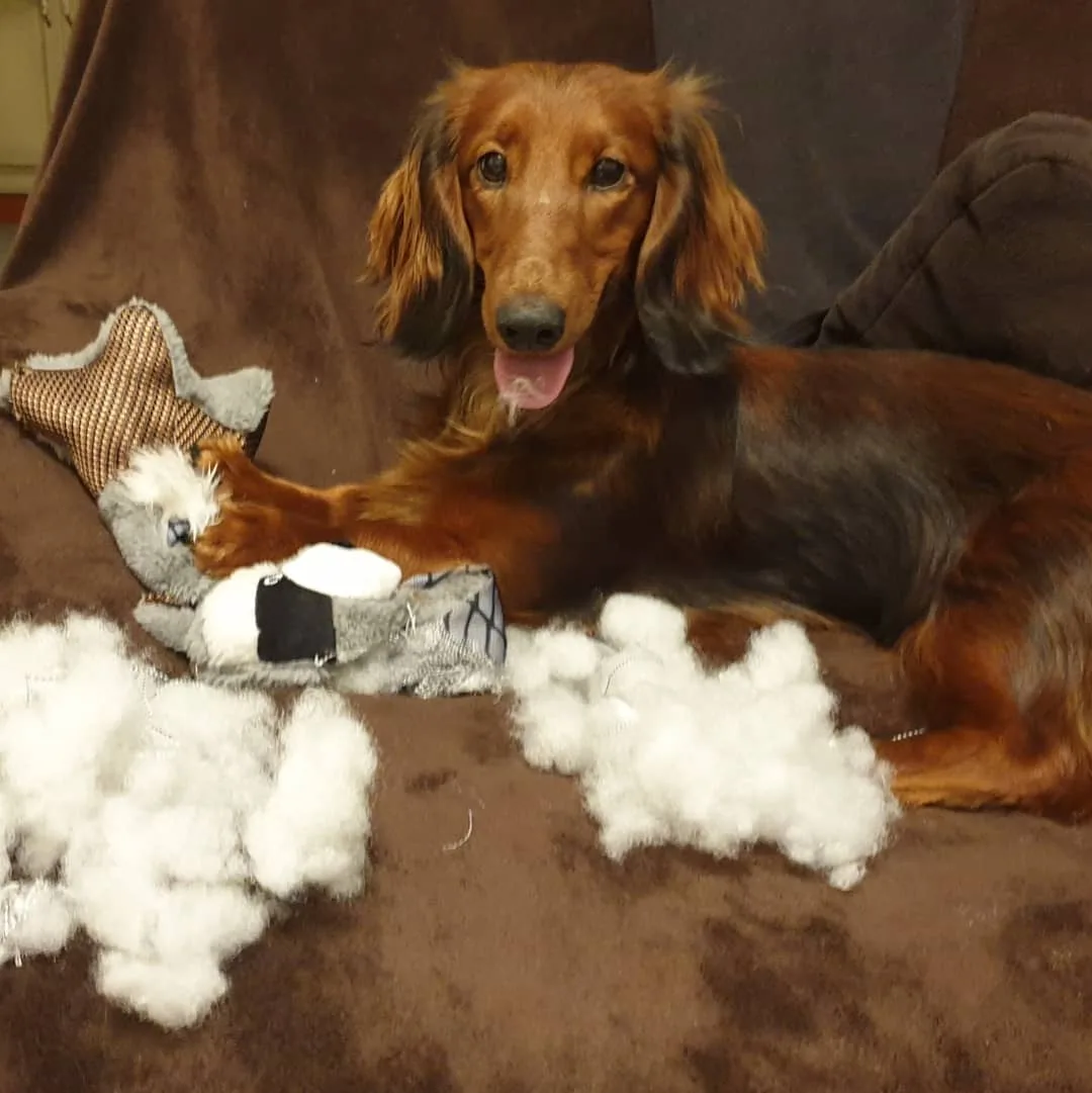 Pikakarvaline taksikoer kodus