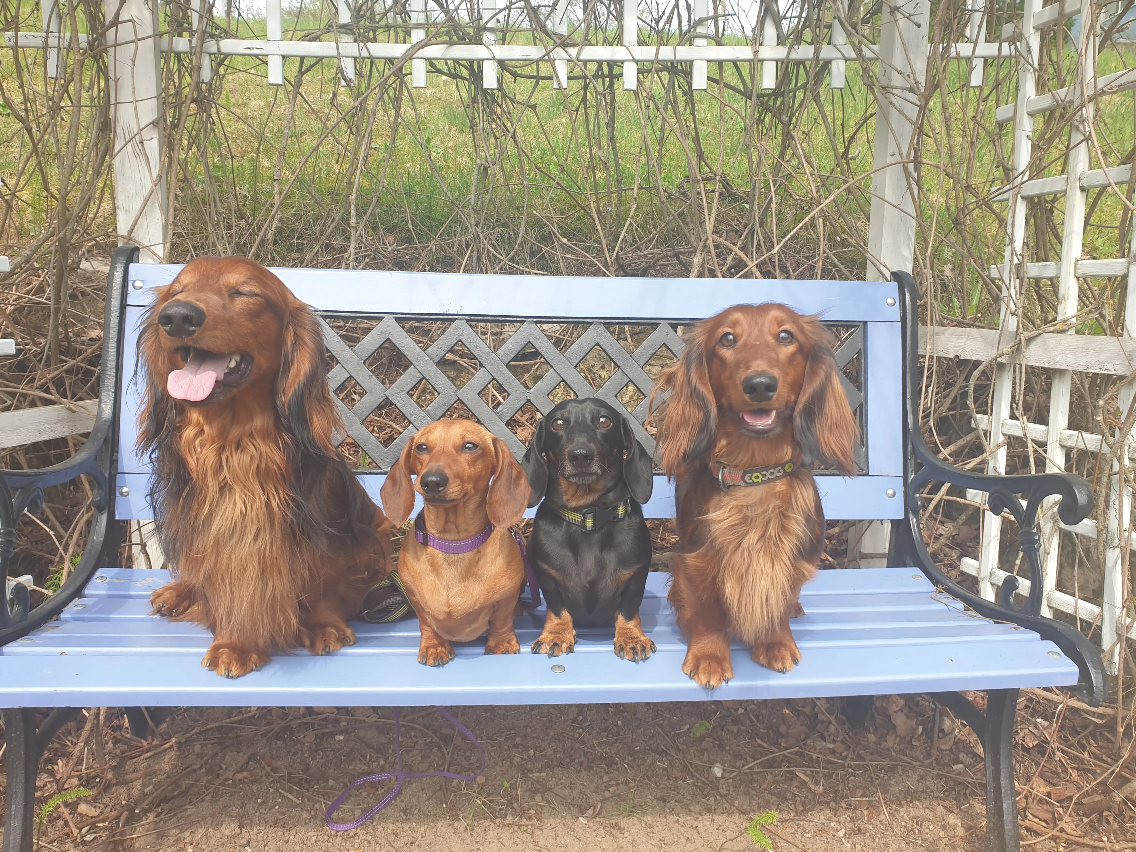 Neli taksikoera puidust pingil