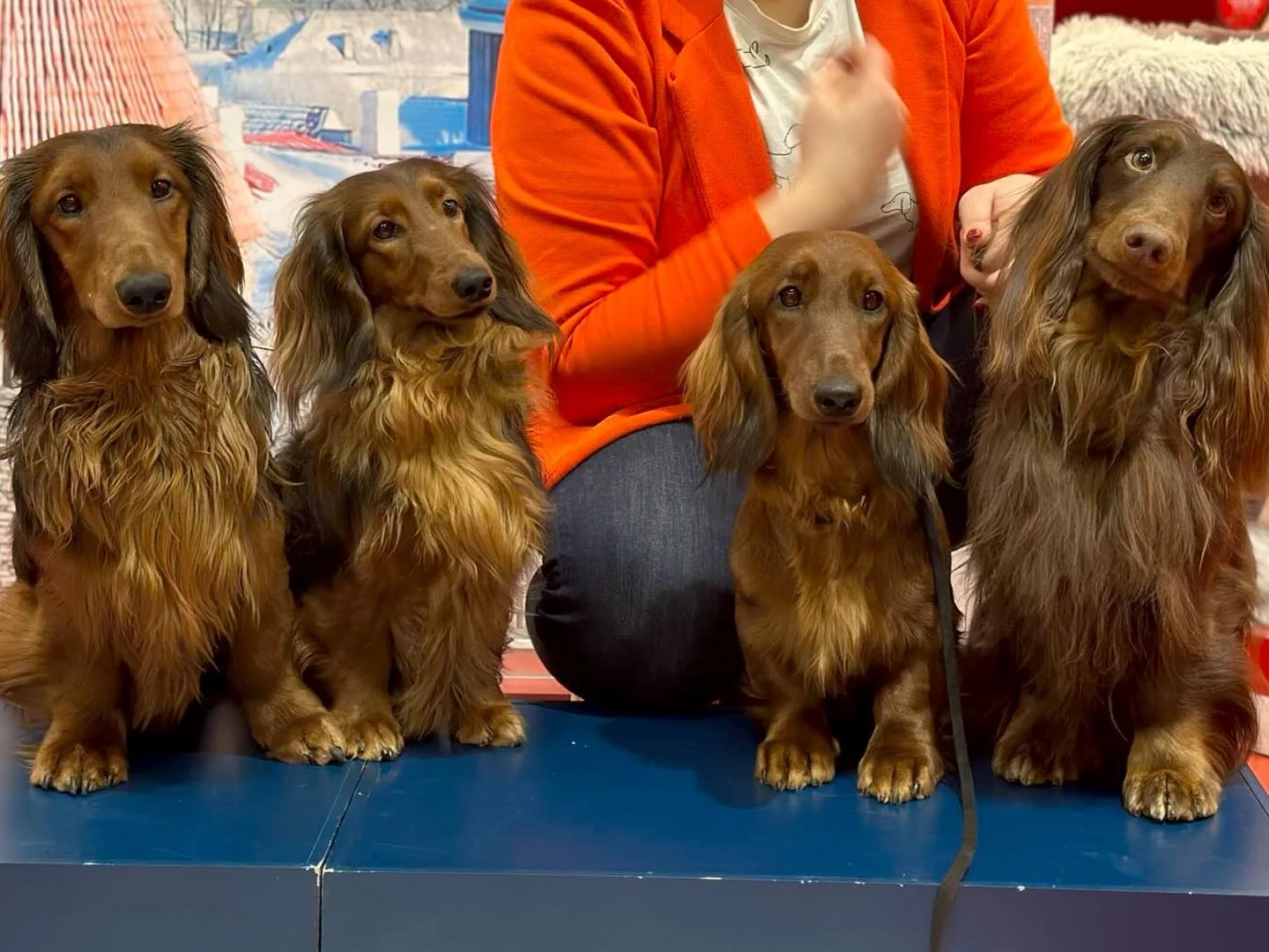 Neli pikakarvalist punast taksikoera reas