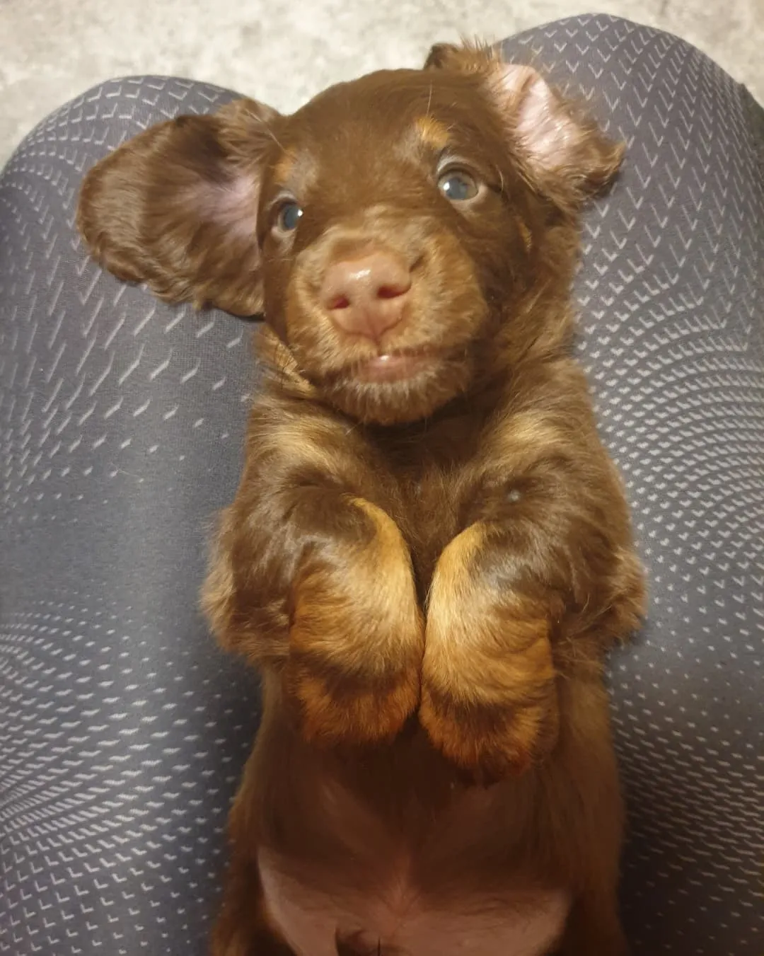 Duende Alanta — pikakarvaline taksikoer