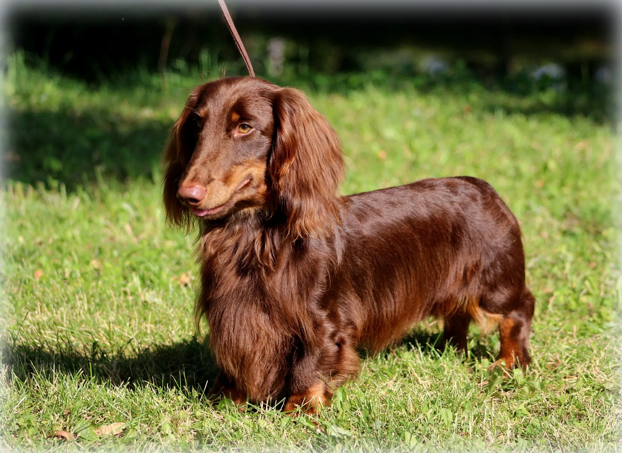 Tšokolaadipruun pikakarvaline standardtaksikoer staakingus murul