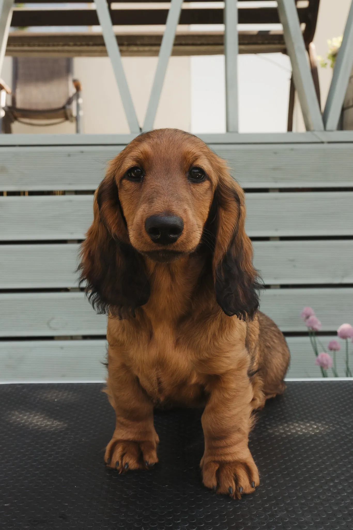 Duende Alanta — pikakarvaline taksikoer