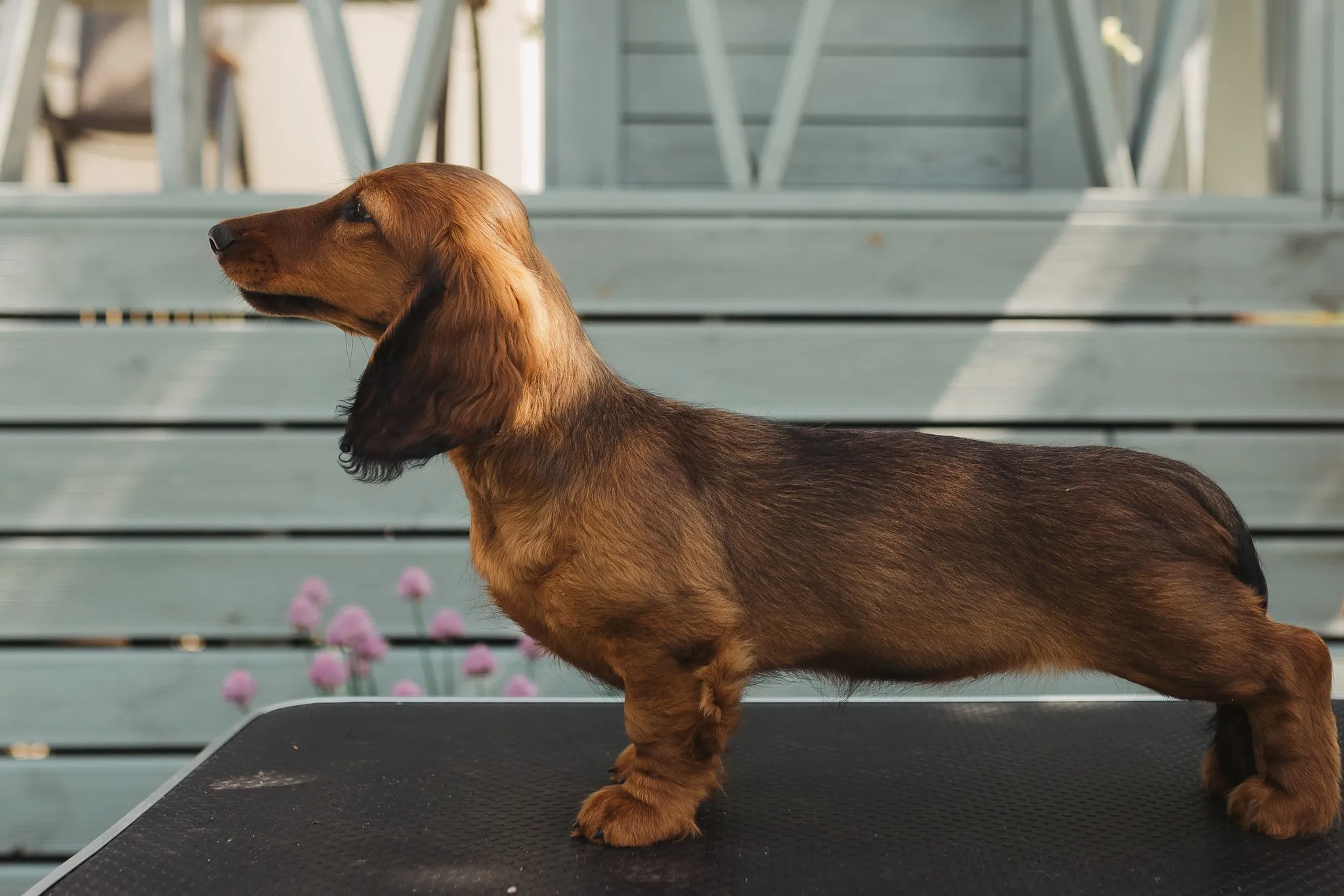 Duende Alanta — pikakarvaline taksikoer