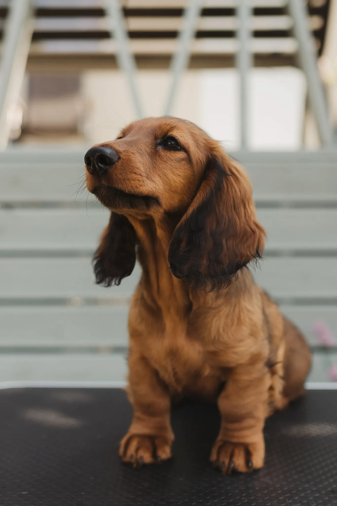 Duende Alanta — pikakarvaline taksikoer