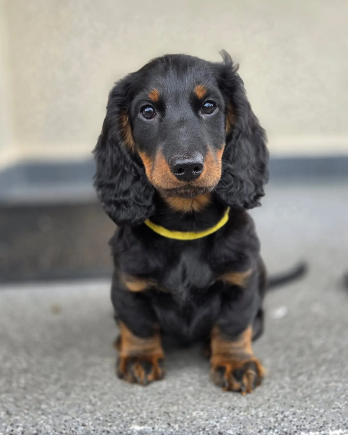 Duende Alanta — pikakarvaline taksikoer