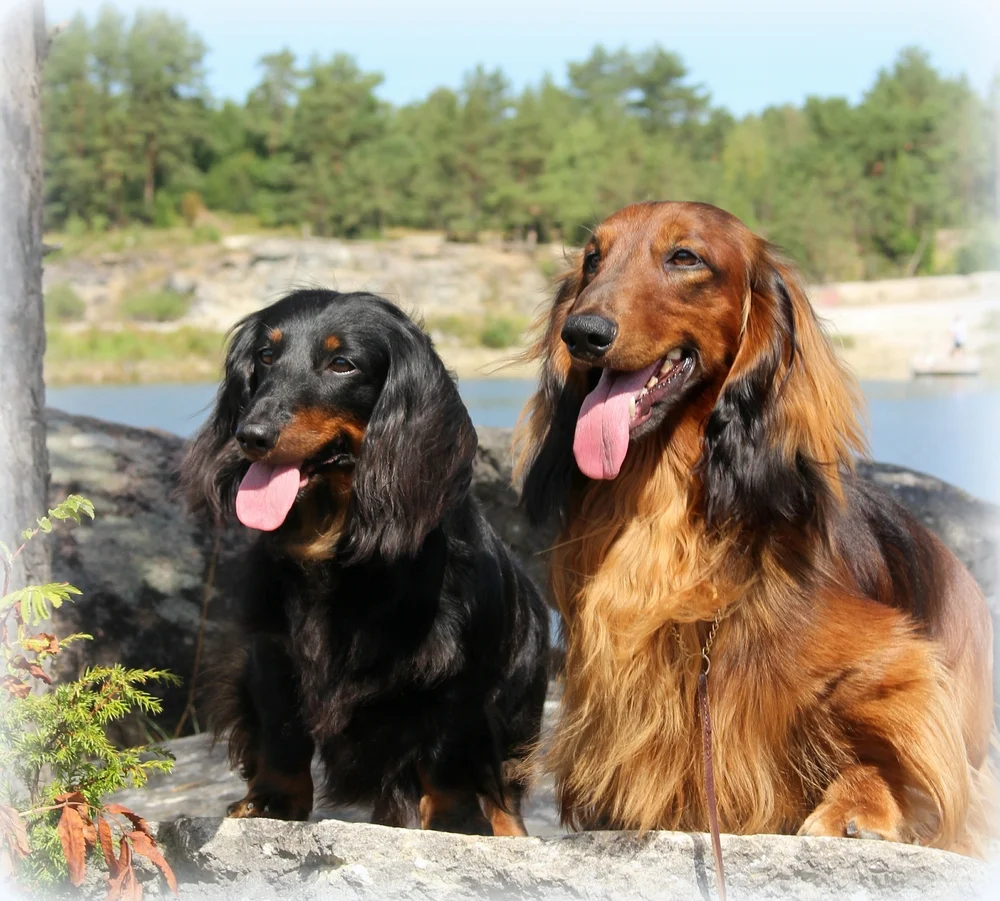 Kaks pikakarvalist taksikoera kaljudel