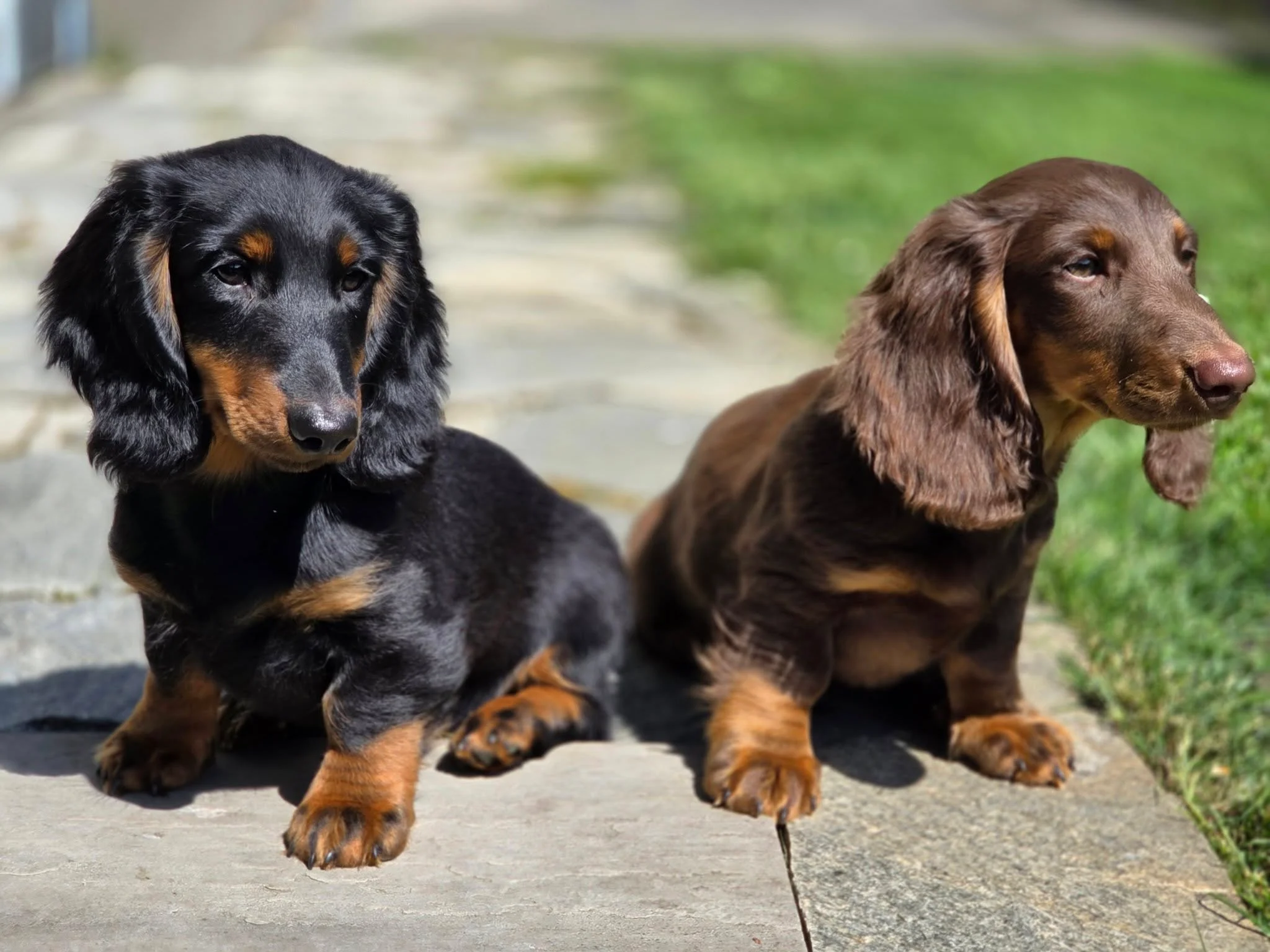 Kaks pikakarvalist taksikoera kutsikat päikese käes