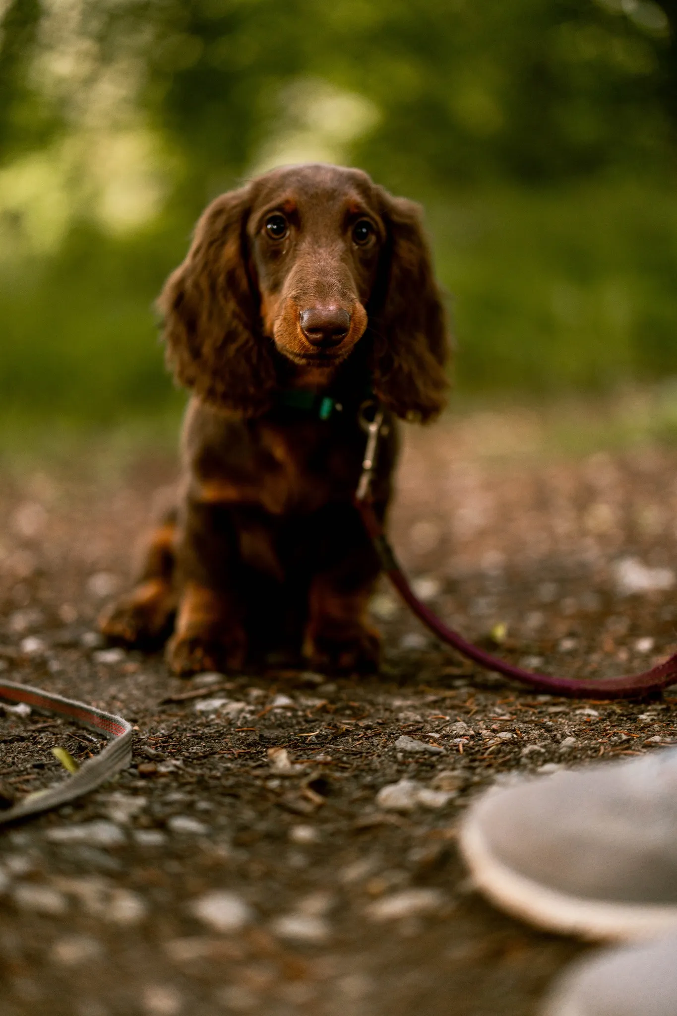 Tšokolaadipruun kutsikas metsateel