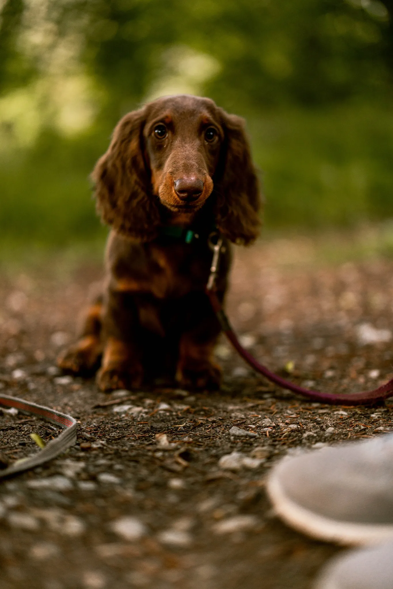 Tšokolaadipruun kutsikas metsateel