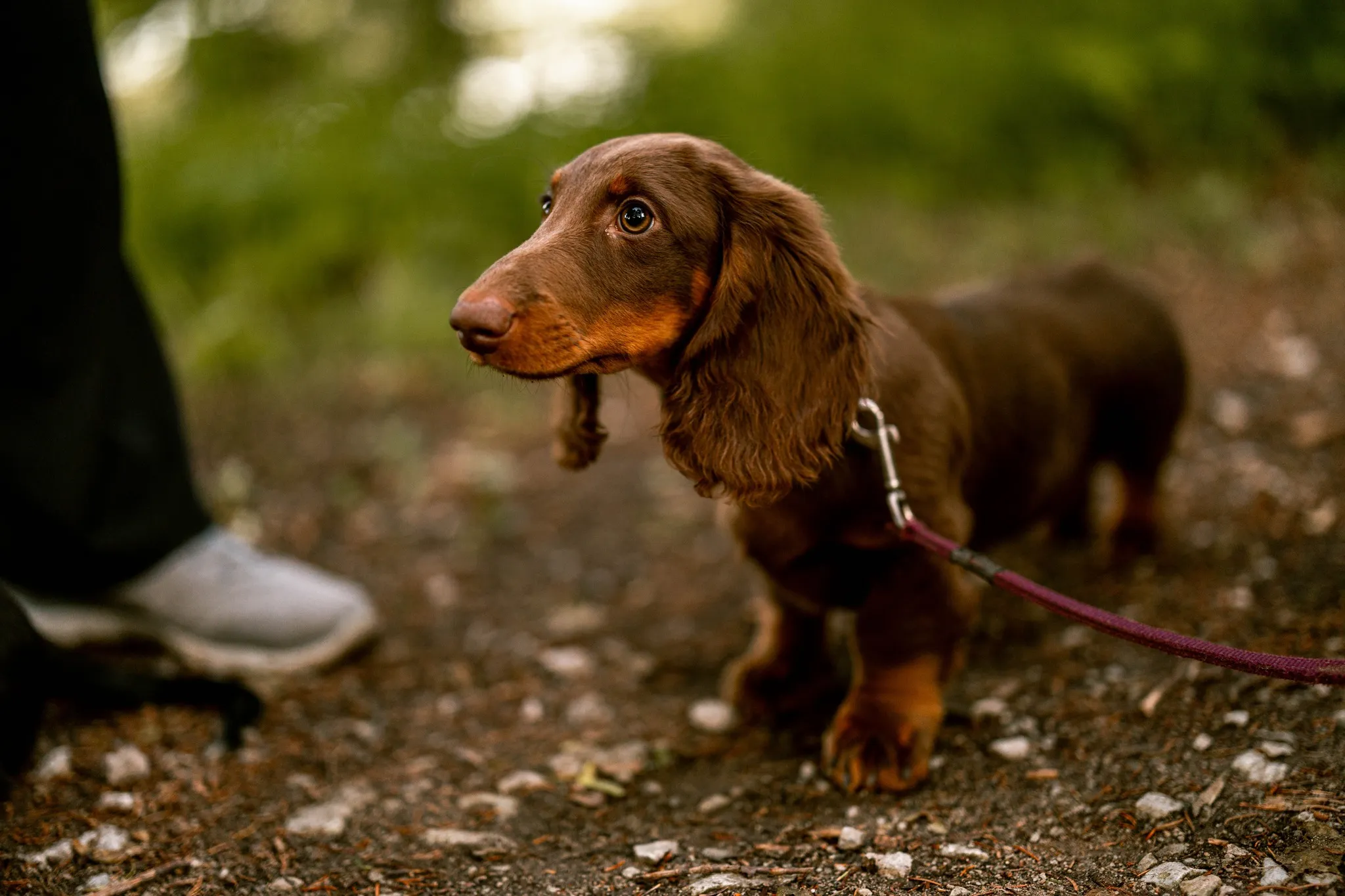 Tšokolaadipruun kutsikas jalutuskäigul
