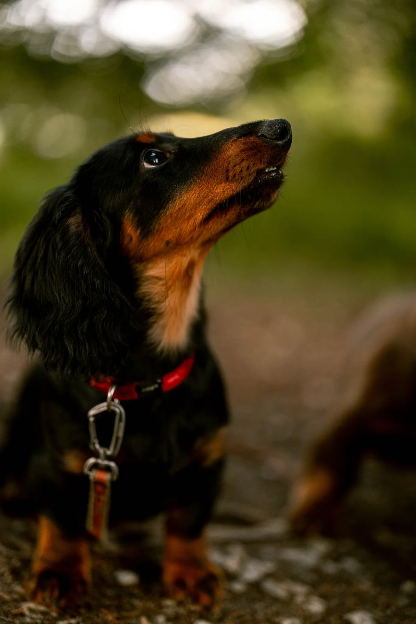 Duende Alanta — pikakarvaline taksikoer