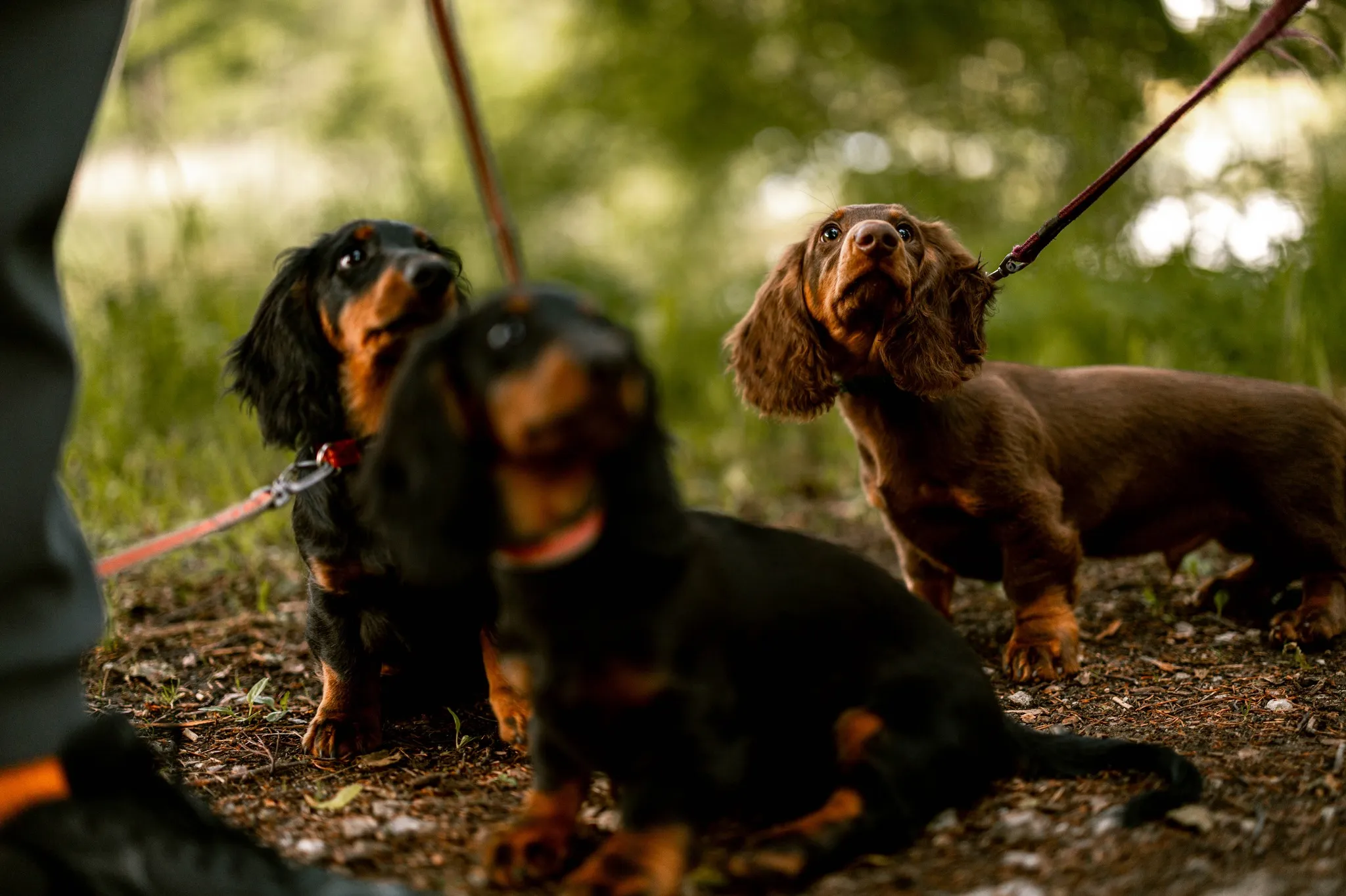 Duende Alanta — pikakarvaline taksikoer