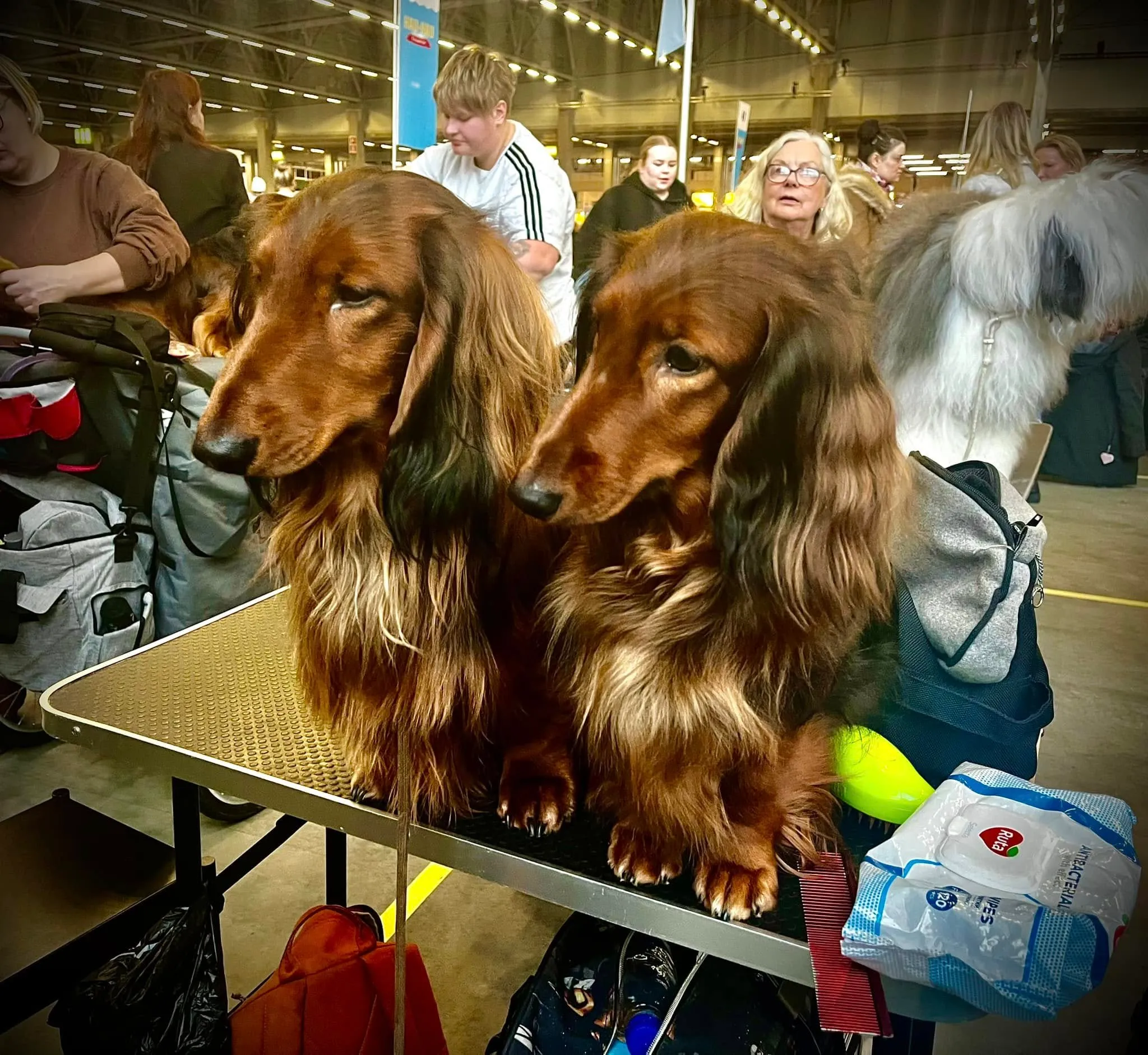 Duende Alanta — pikakarvaline taksikoer