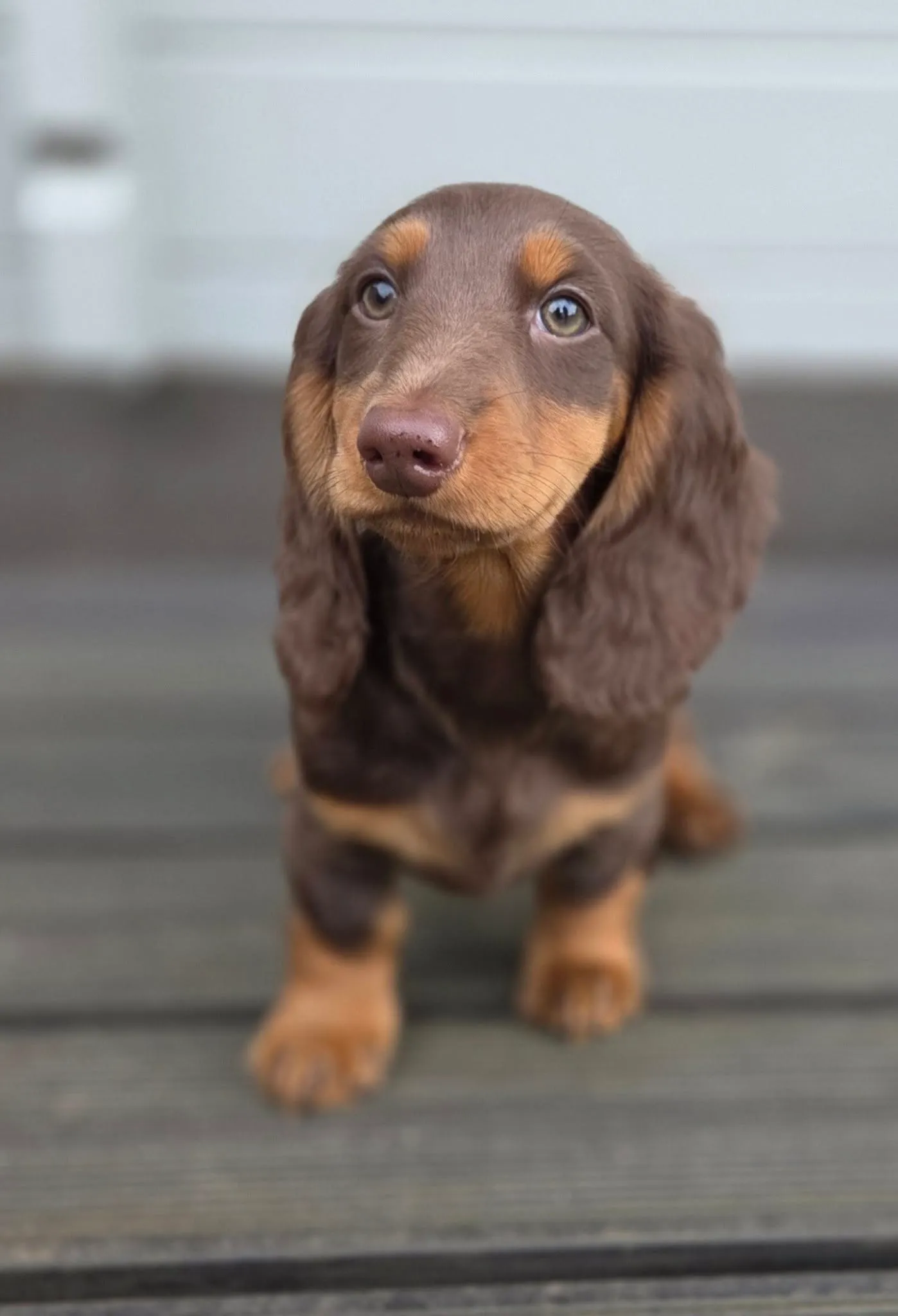 Duende Alanta — pikakarvaline taksikoer