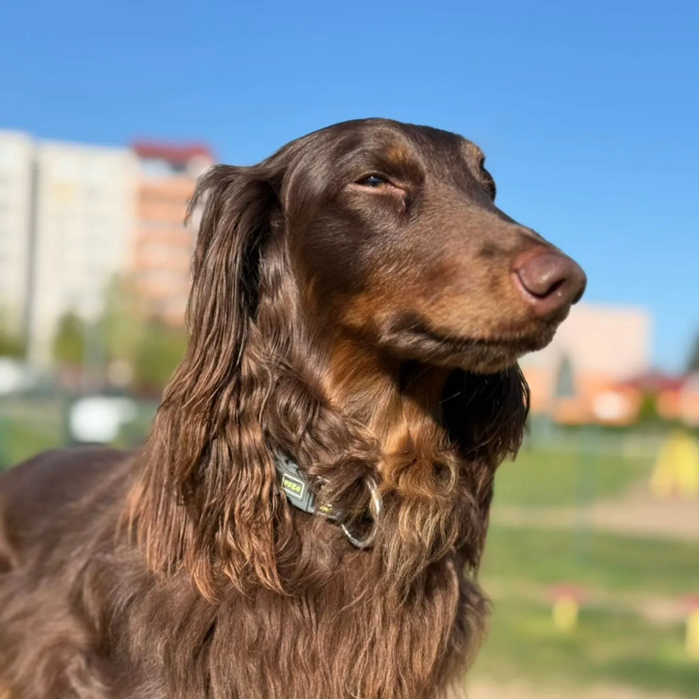 Duende Alanta — pikakarvaline taksikoer