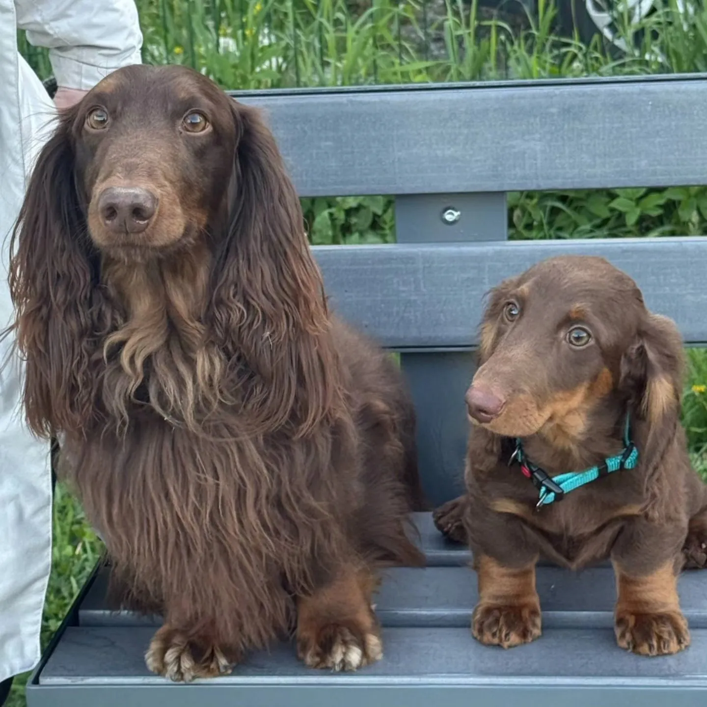 Duende Alanta — pikakarvaline taksikoer