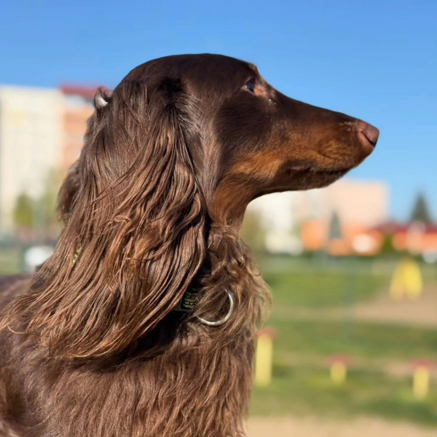 Duende Alanta — pikakarvaline taksikoer