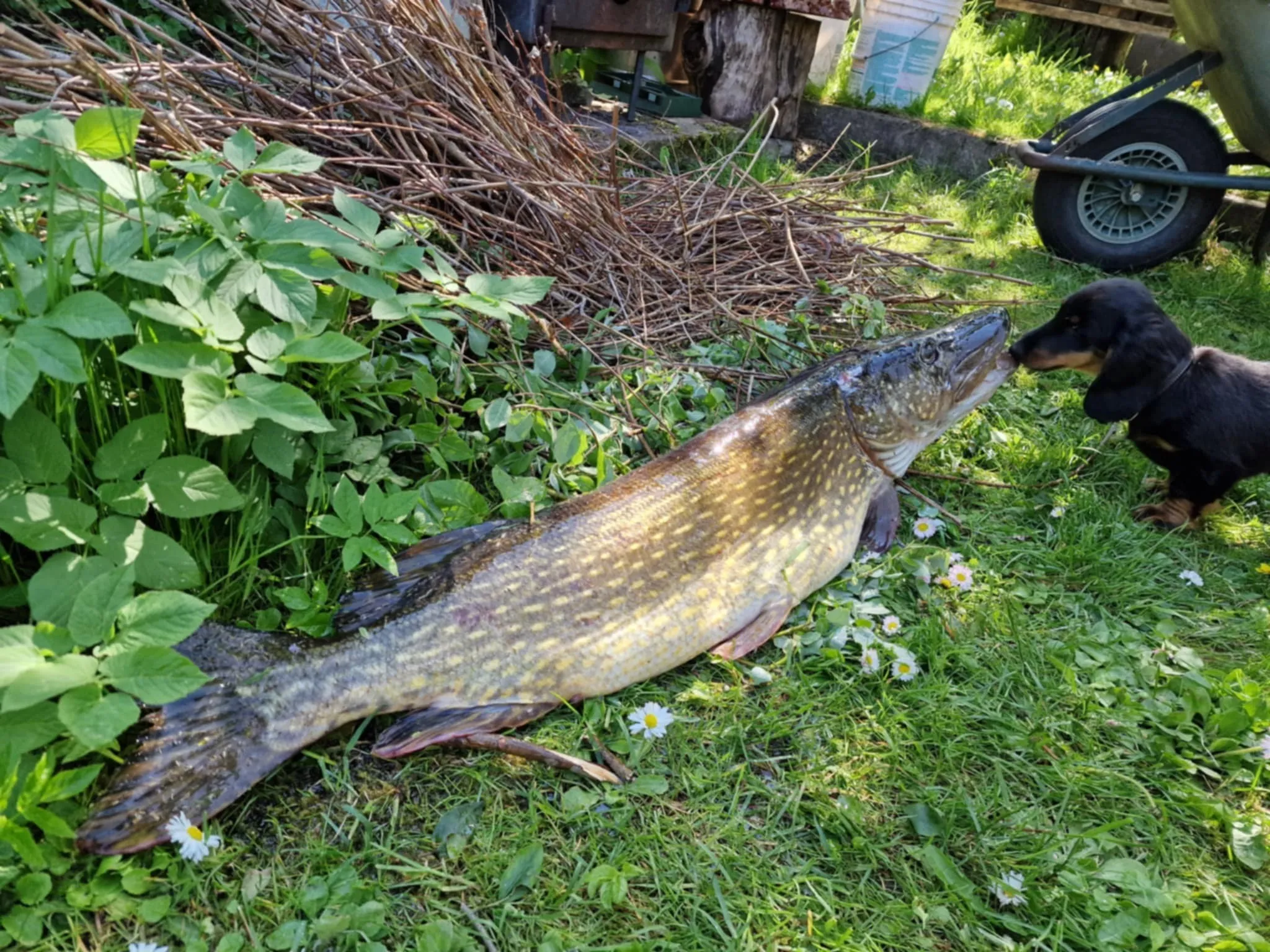 Duende Alanta — pikakarvaline taksikoer