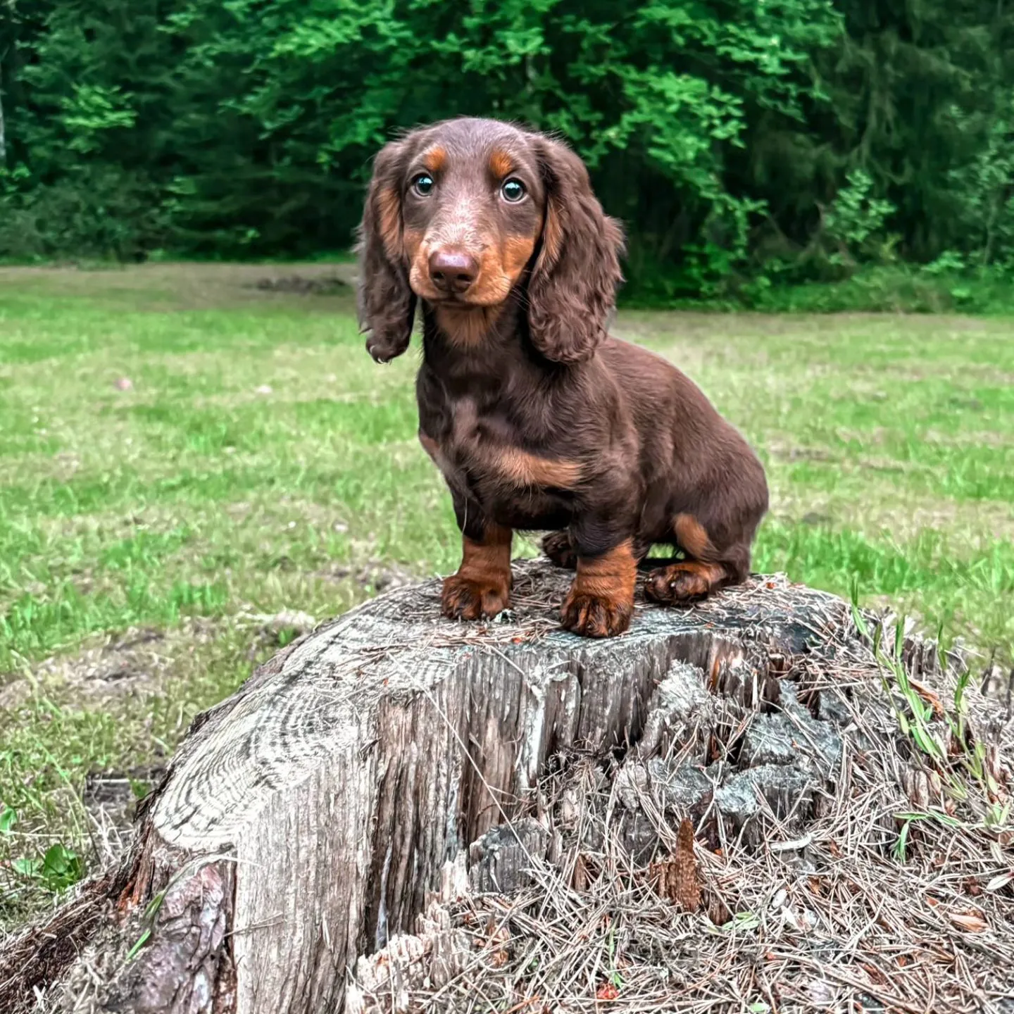 Duende Alanta — pikakarvaline taksikoer