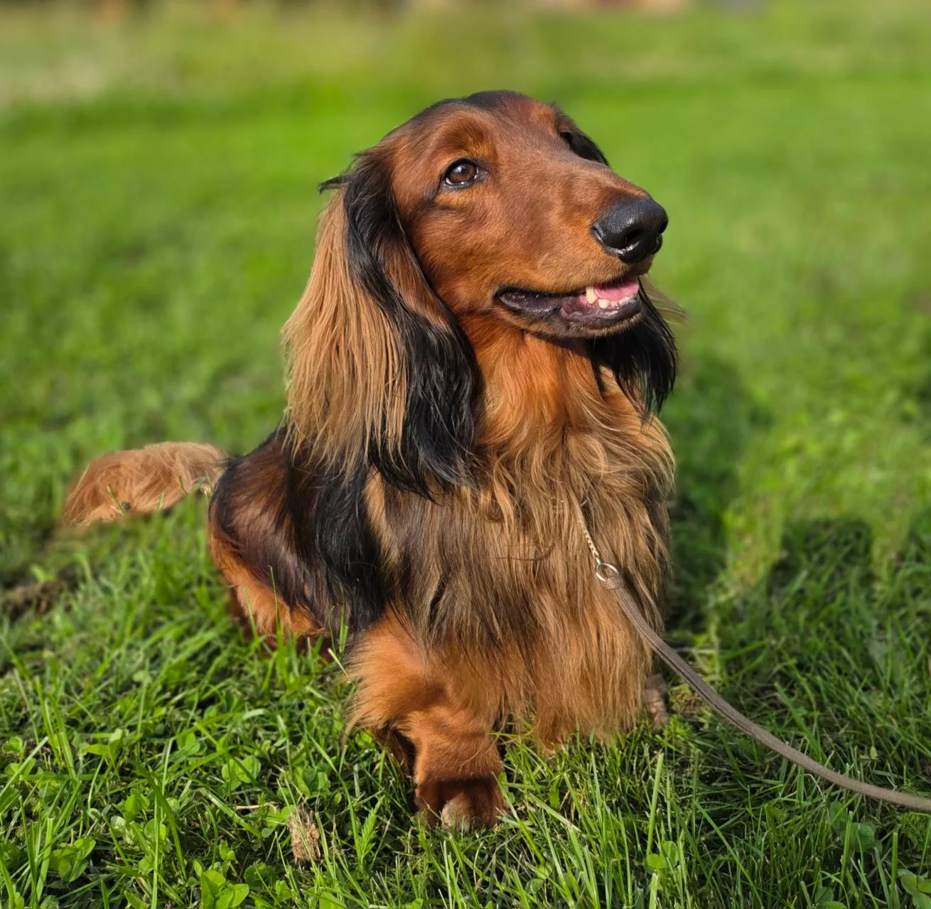 Punane pikakarvaline taksikoer rohul
