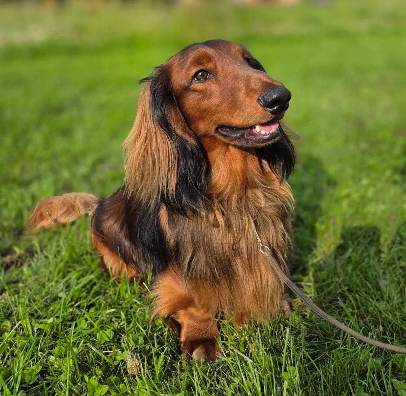 Punane pikakarvaline taksikoer rohul