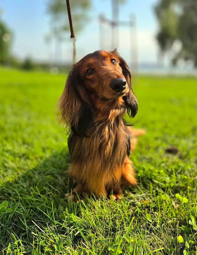 Duende Alanta — pikakarvaline taksikoer