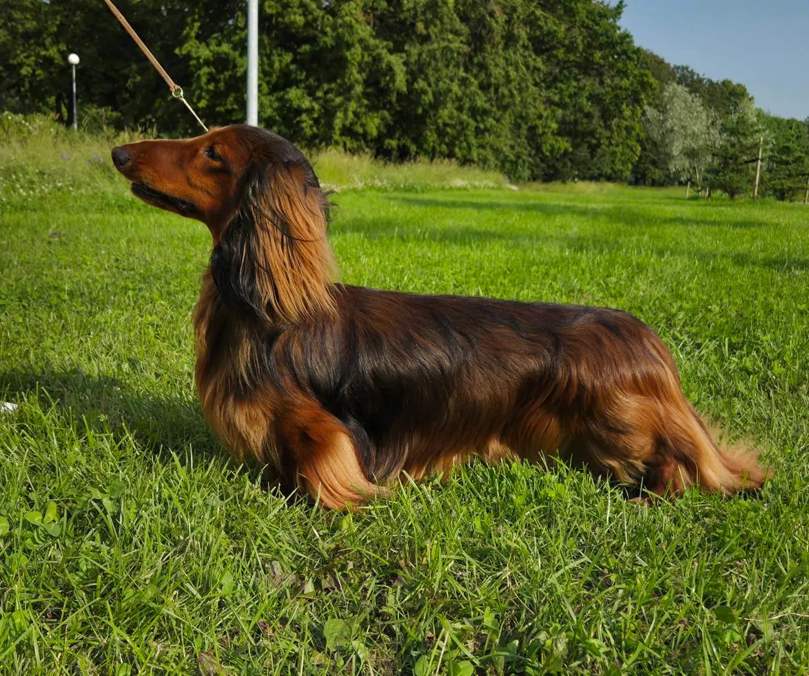 Duende Alanta — pikakarvaline taksikoer