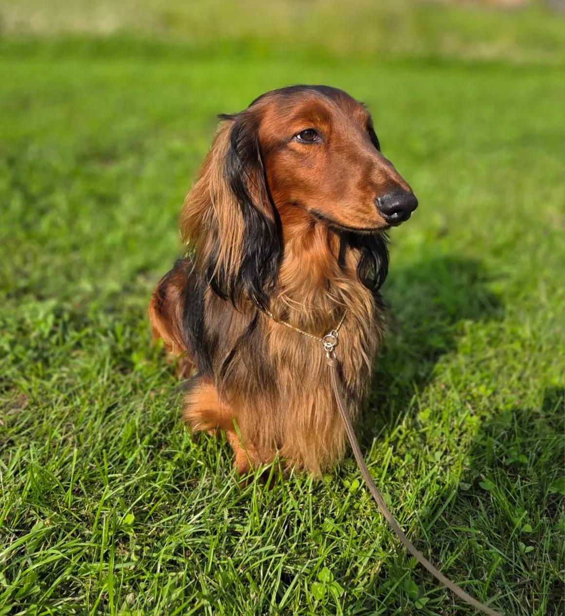 Duende Alanta — pikakarvaline taksikoer