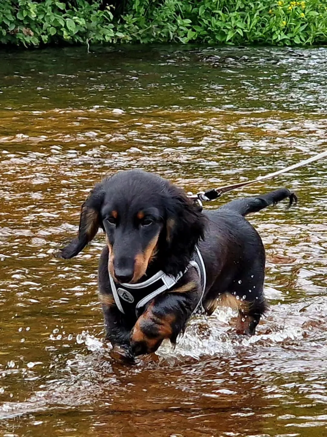 Duende Alanta — pikakarvaline taksikoer