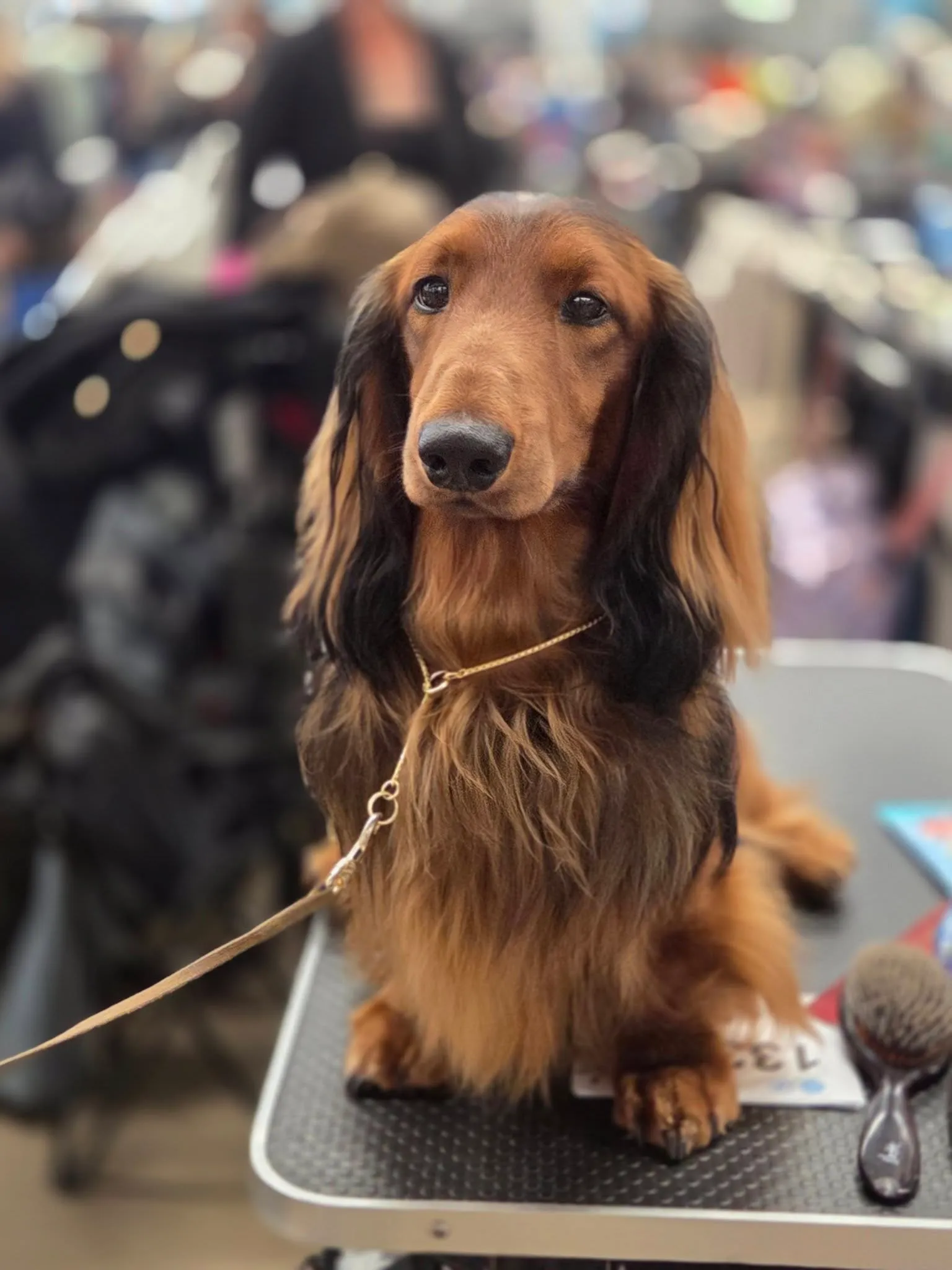 Duende Alanta — pikakarvaline taksikoer