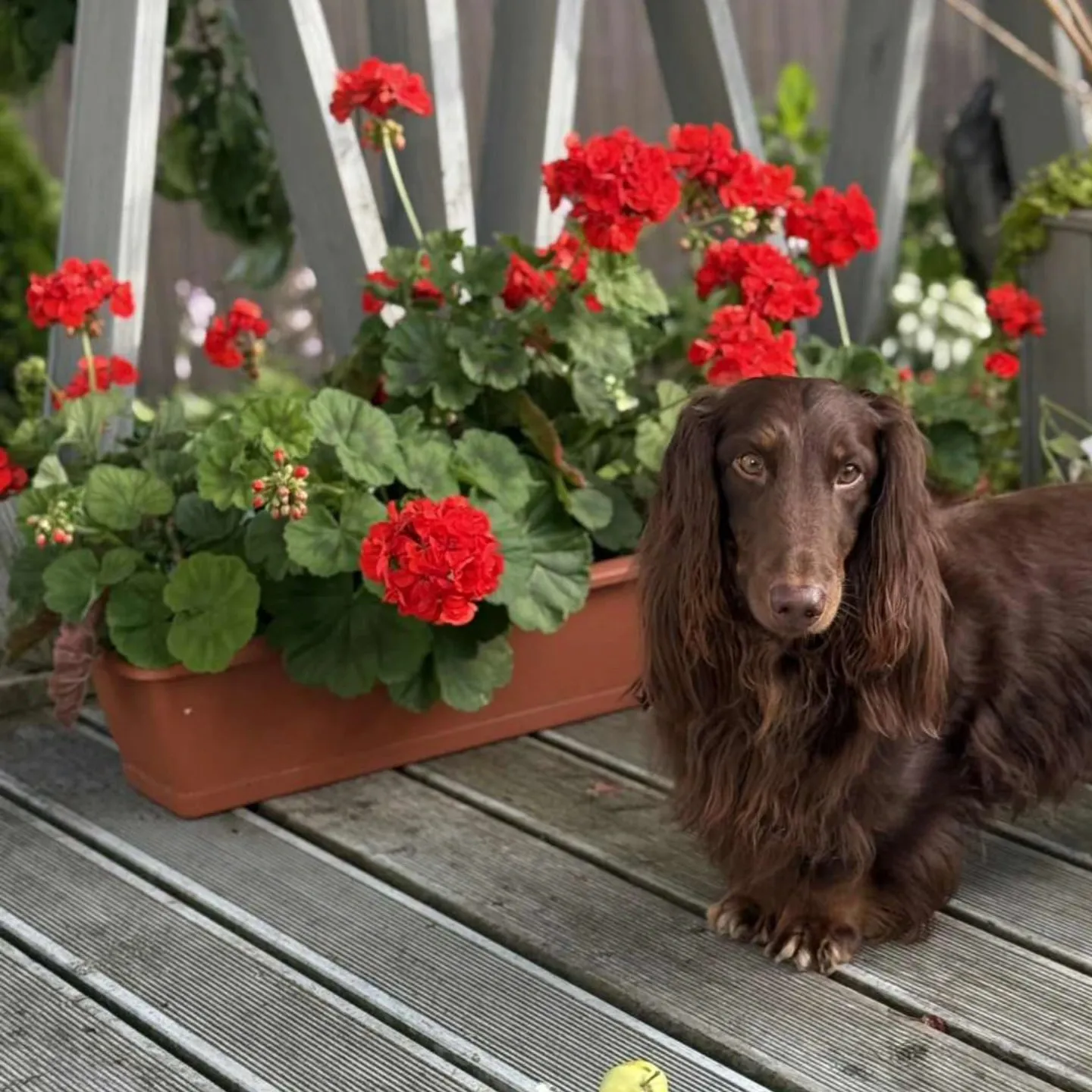 Duende Alanta — pikakarvaline taksikoer