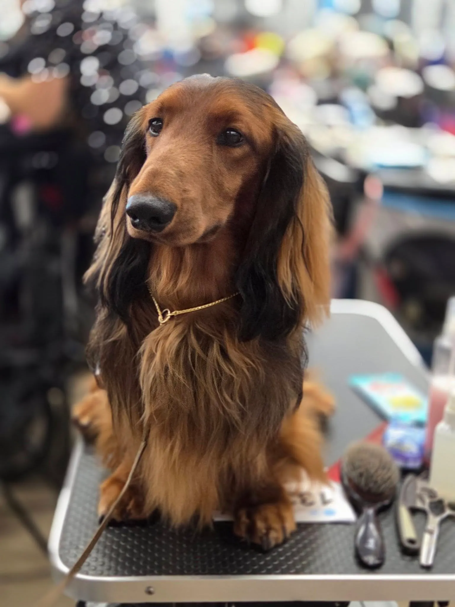 Duende Alanta — pikakarvaline taksikoer