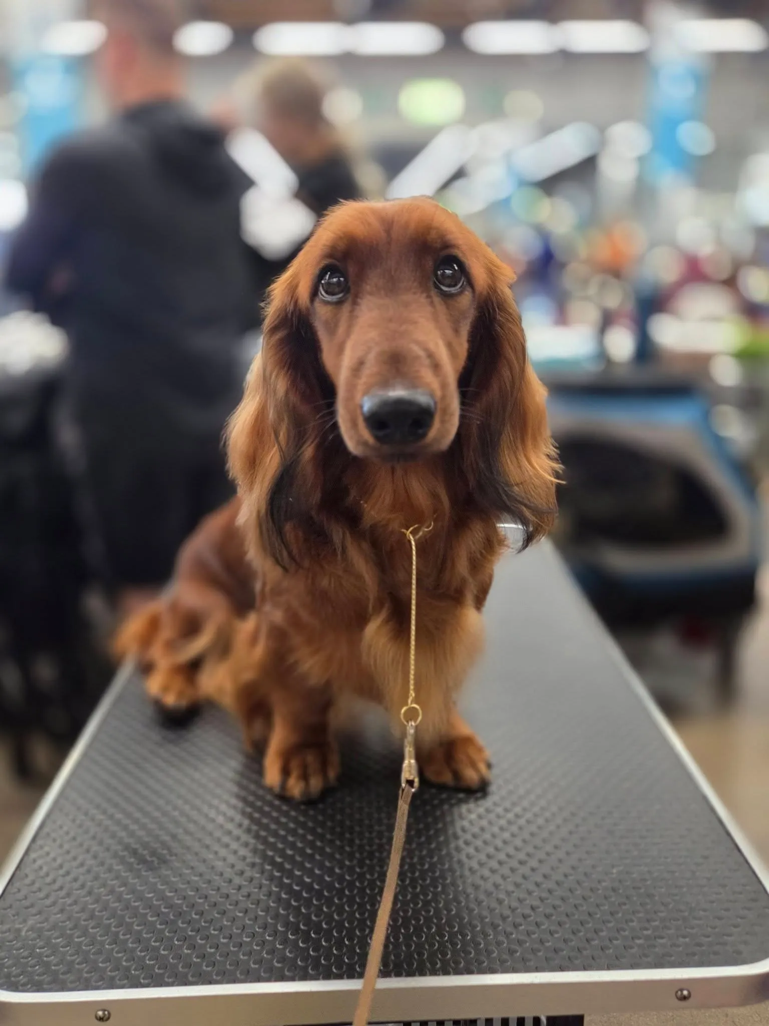 Duende Alanta — pikakarvaline taksikoer