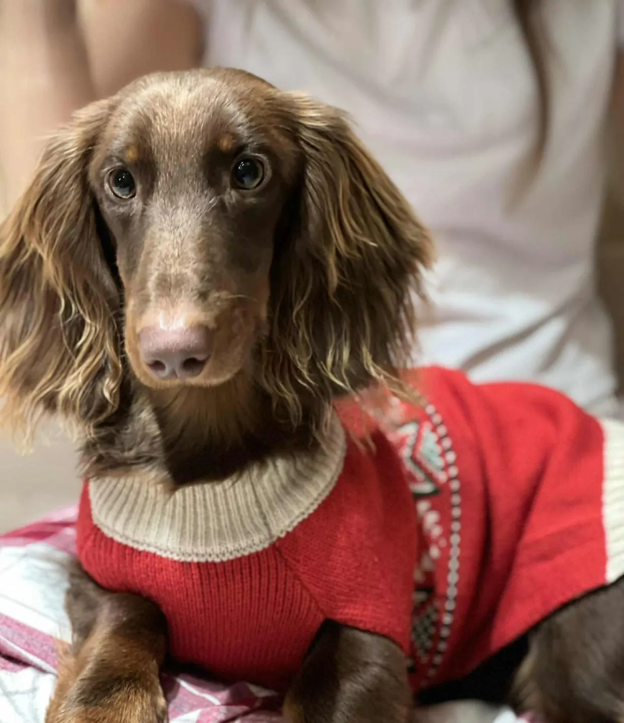 Duende Alanta — pikakarvaline taksikoer