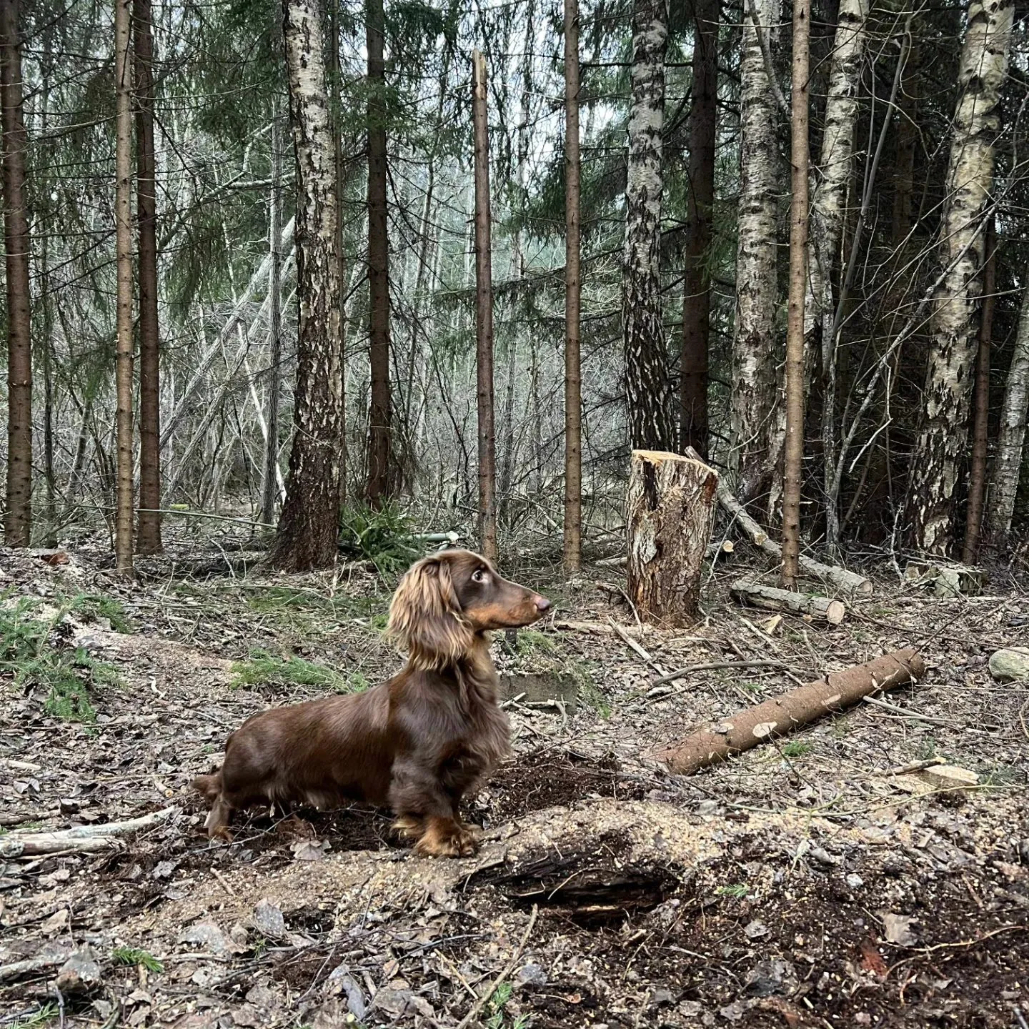 Duende Alanta — pikakarvaline taksikoer