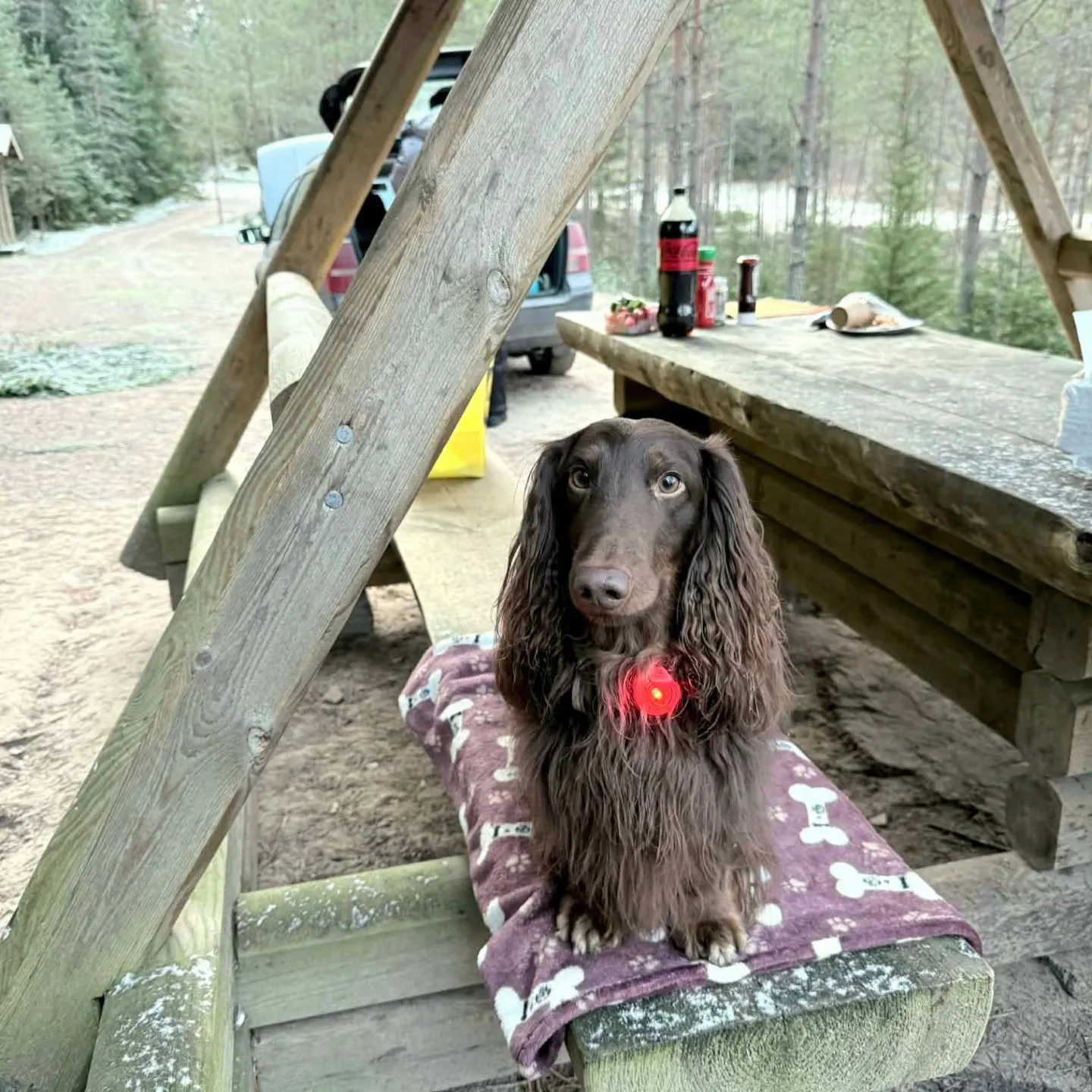 Duende Alanta — pikakarvaline taksikoer