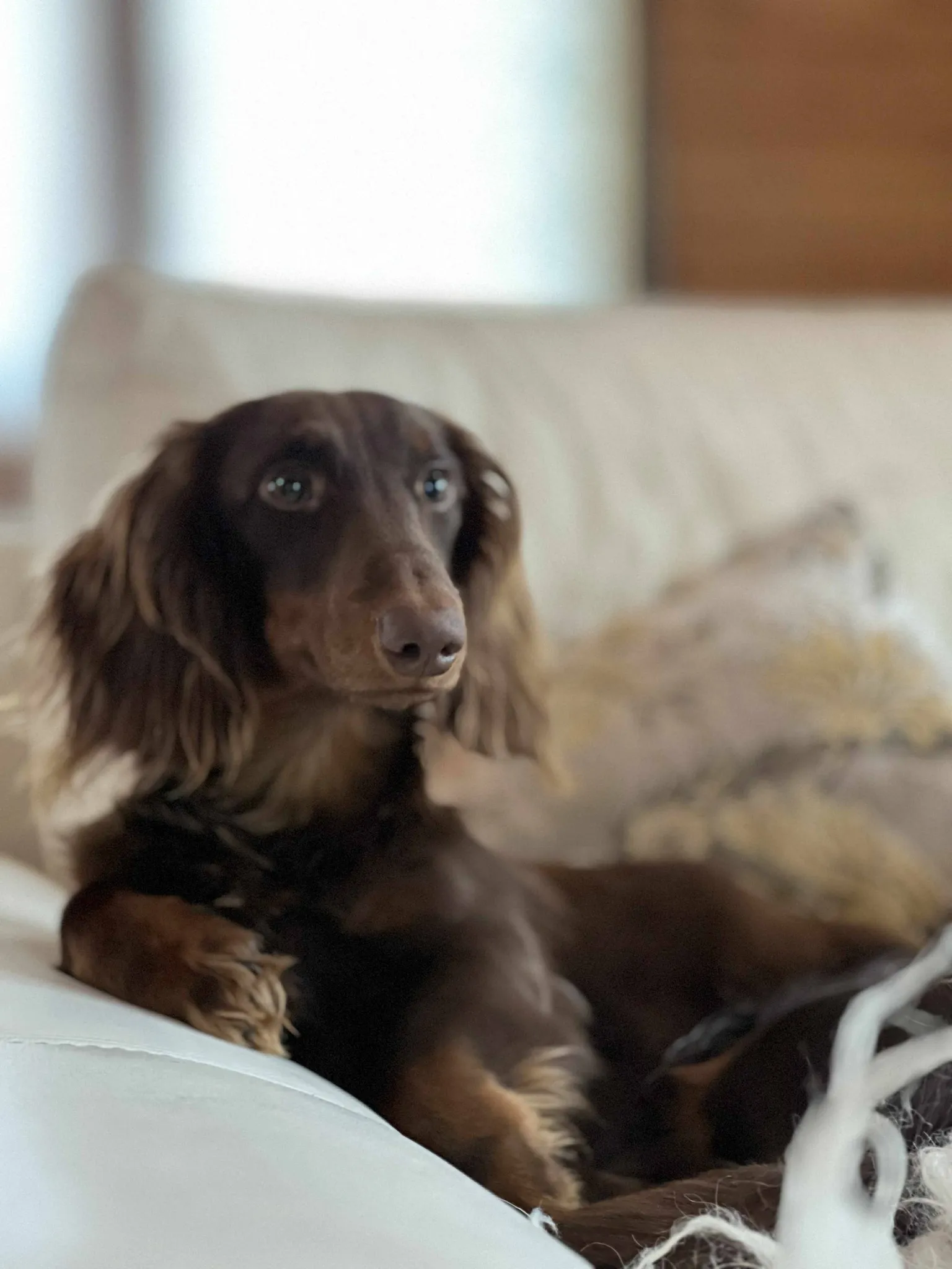 Tšokolaadipruun pikakarvaline taksikoer diivanil — portree
