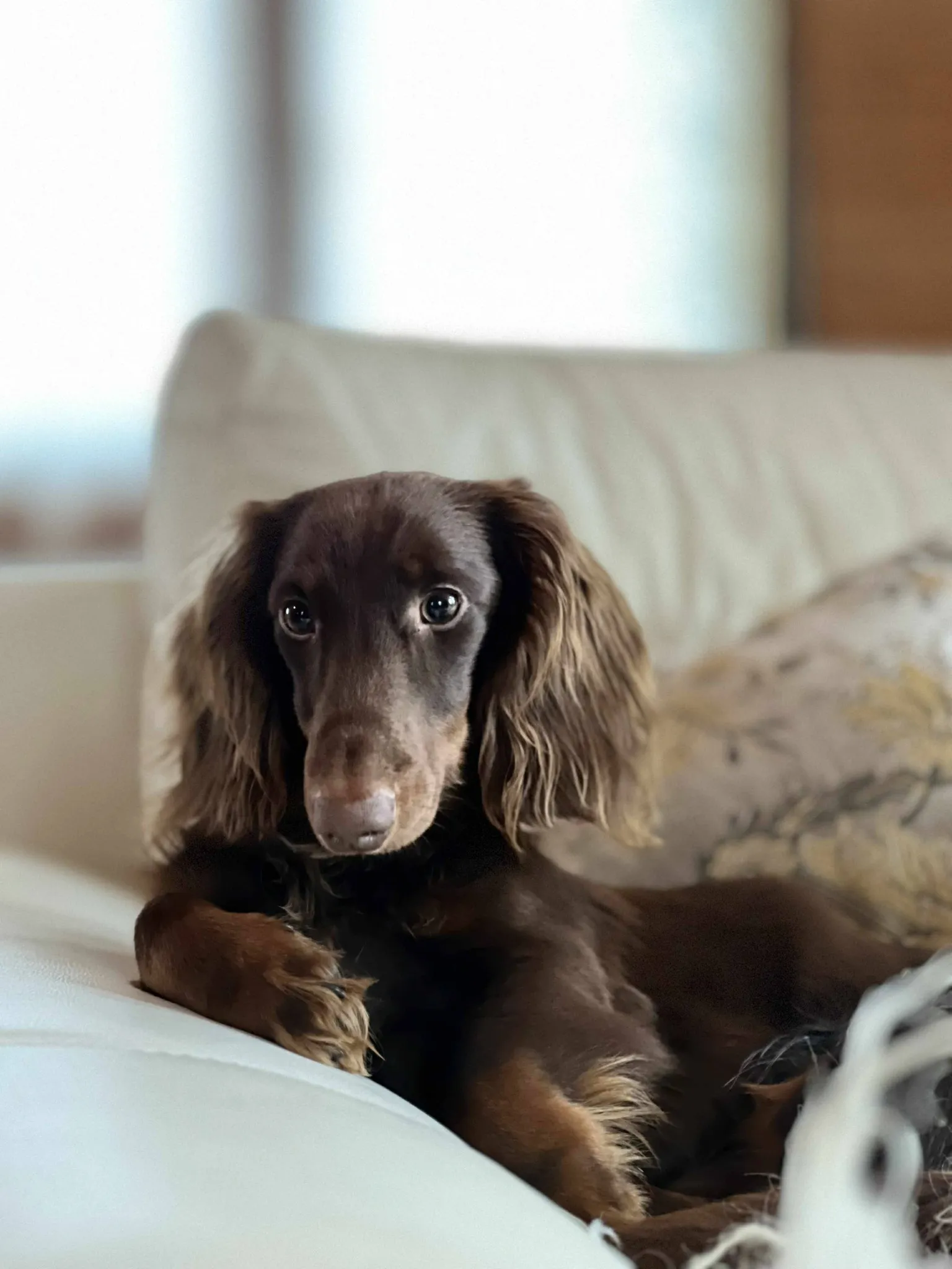 Duende Alanta — pikakarvaline taksikoer