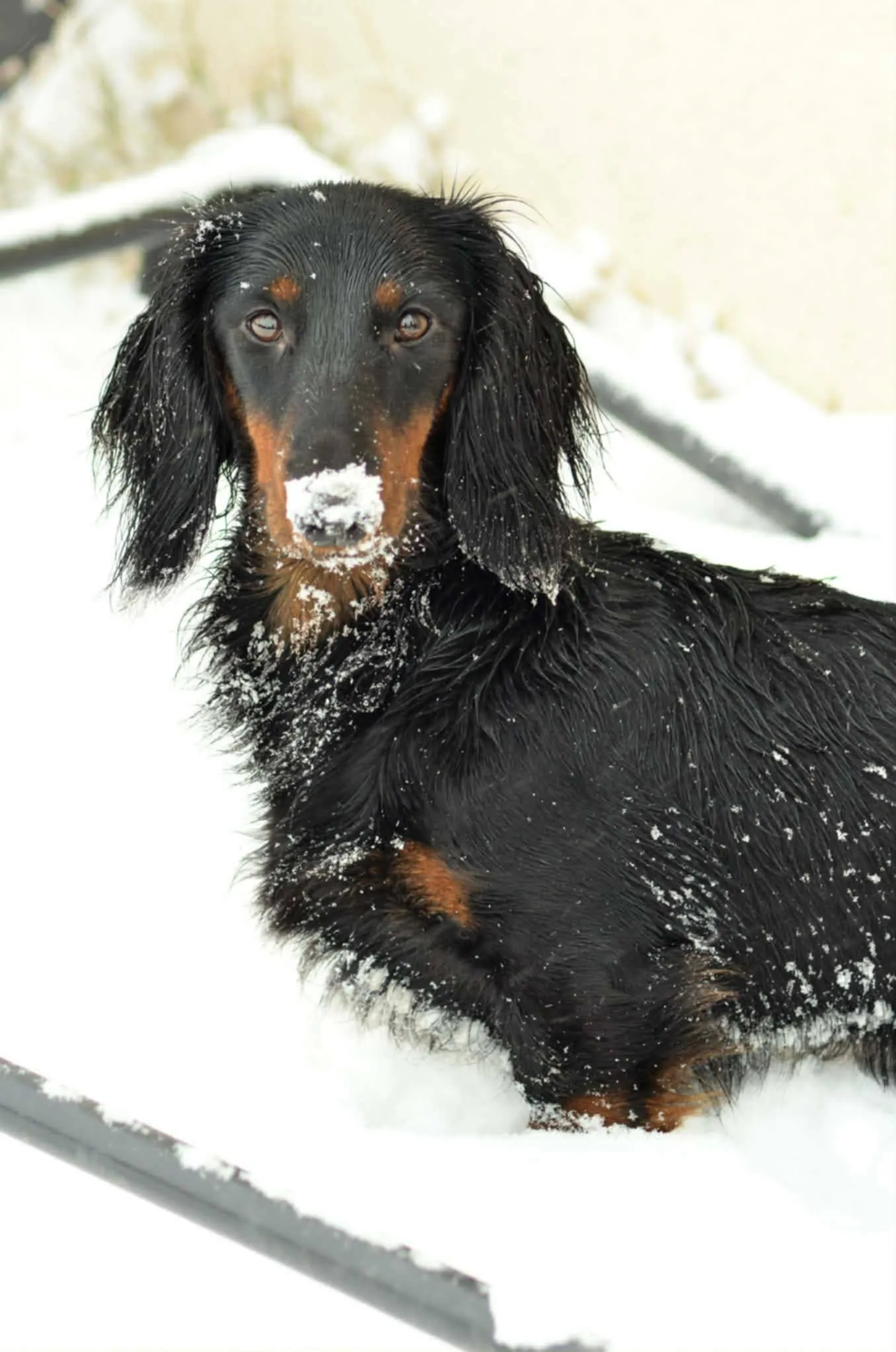 Duende Alanta — pikakarvaline taksikoer