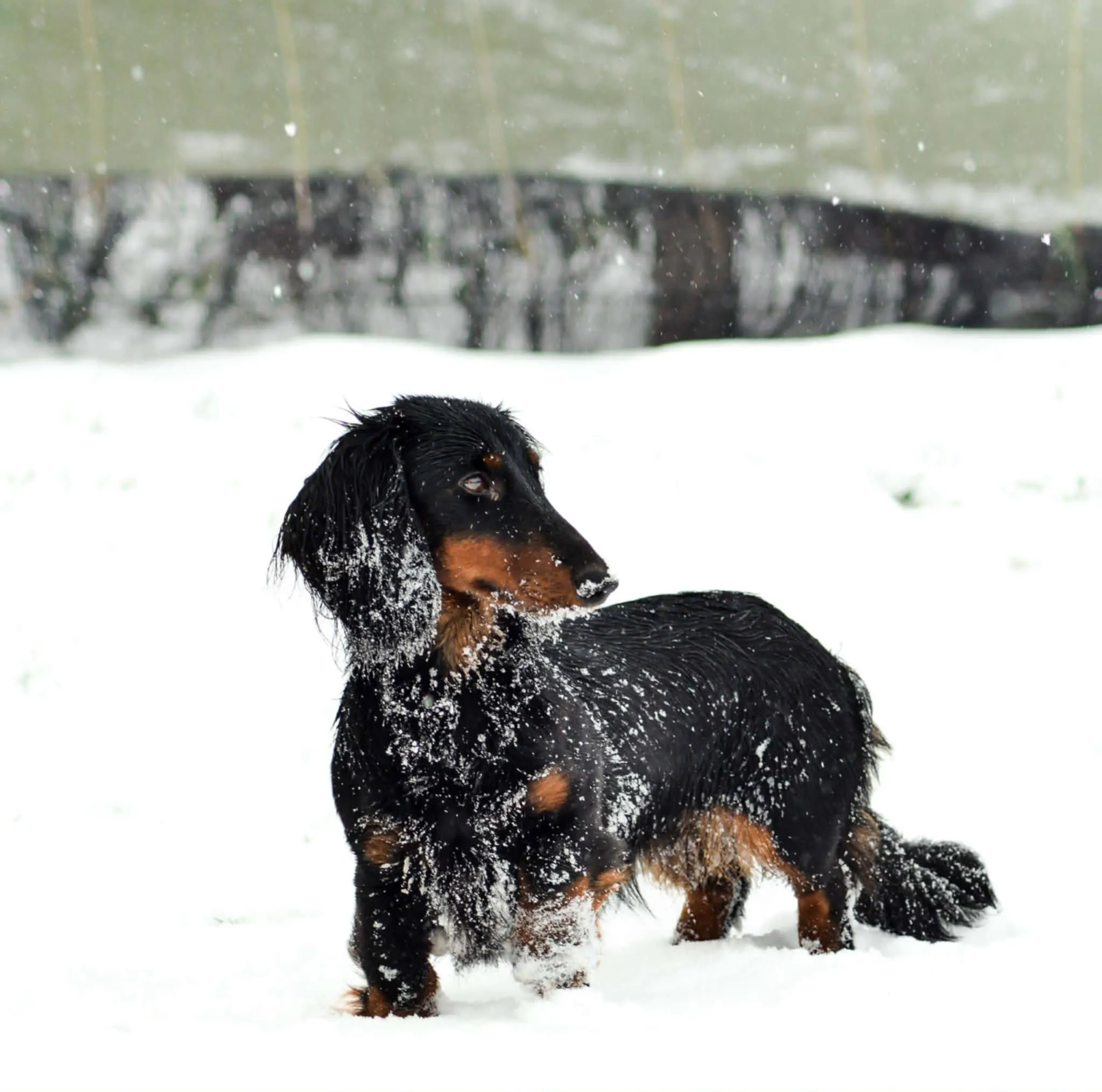 Duende Alanta — pikakarvaline taksikoer
