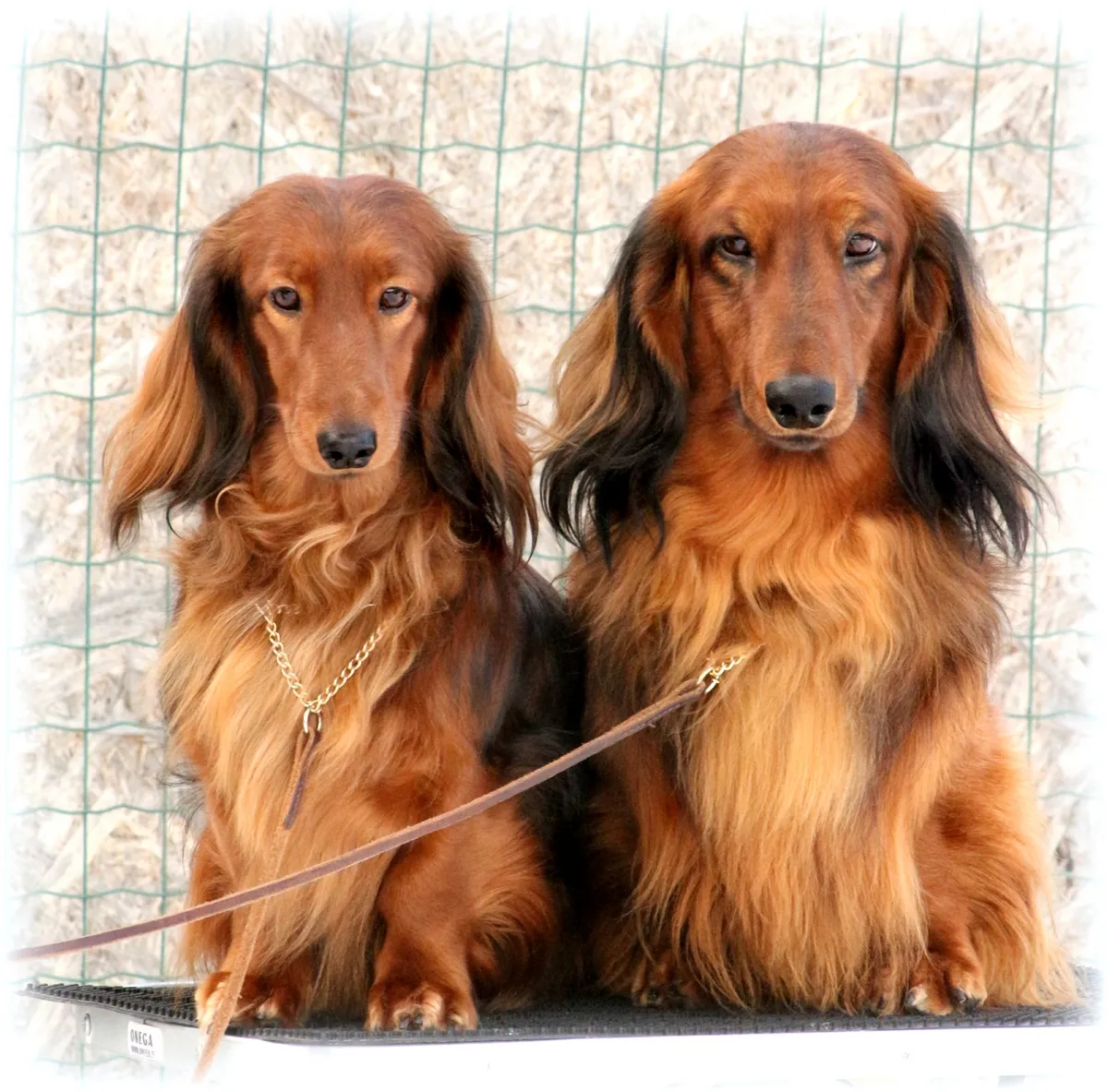 Kaks rikkalikku punast pikakarvalist taksikoera kõrvuti