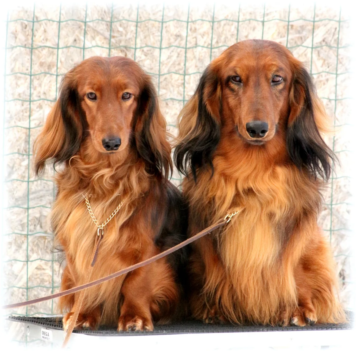 Kaks rikkalikku punast pikakarvalist taksikoera kõrvuti