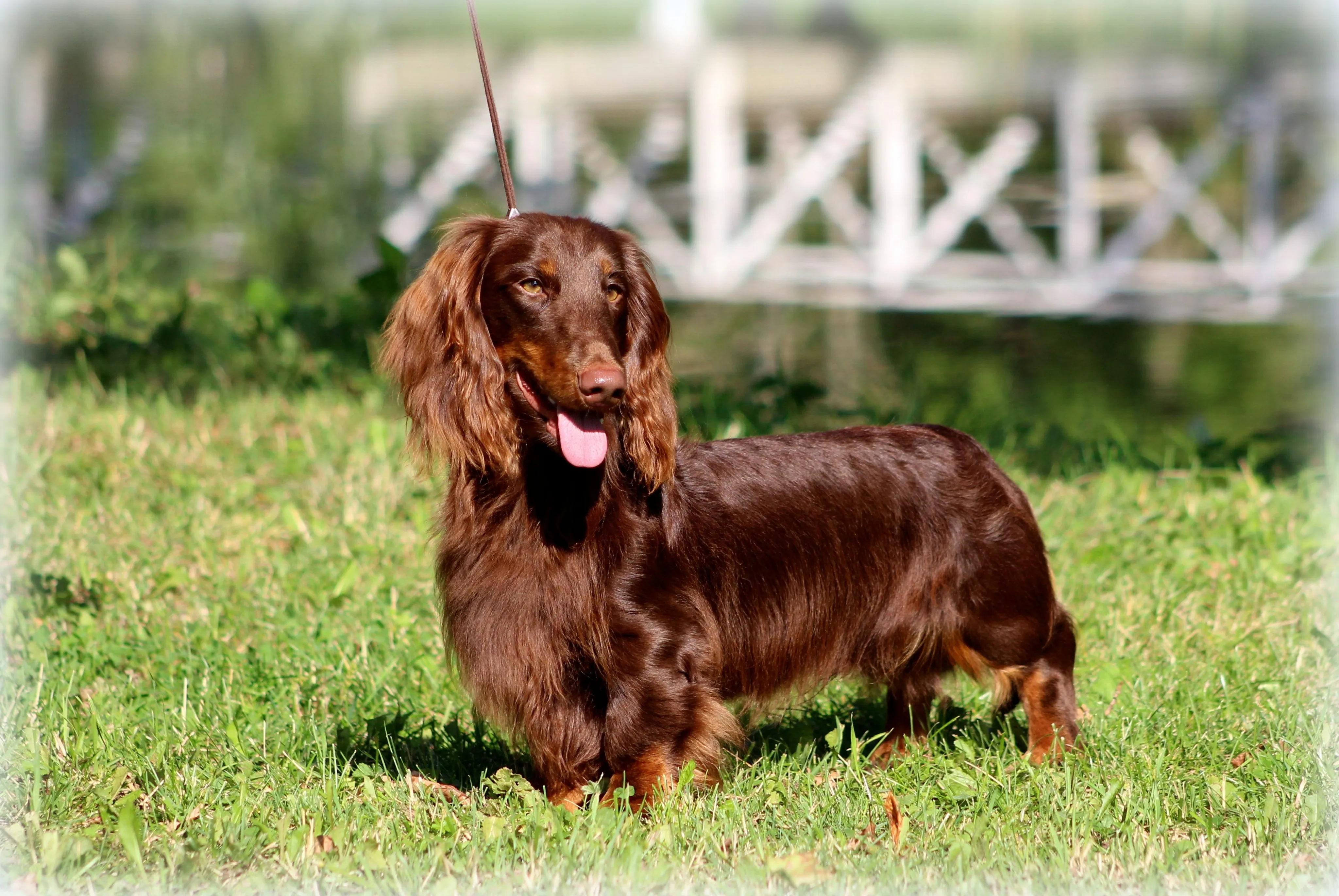 Tšokolaadipruun pikakarvaline standardtaksikoer näituseringkast