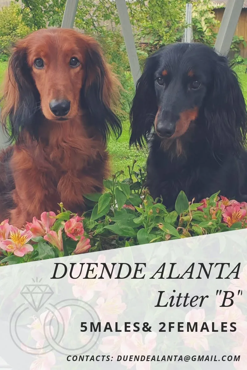 Pesakond B — Duende Alanta