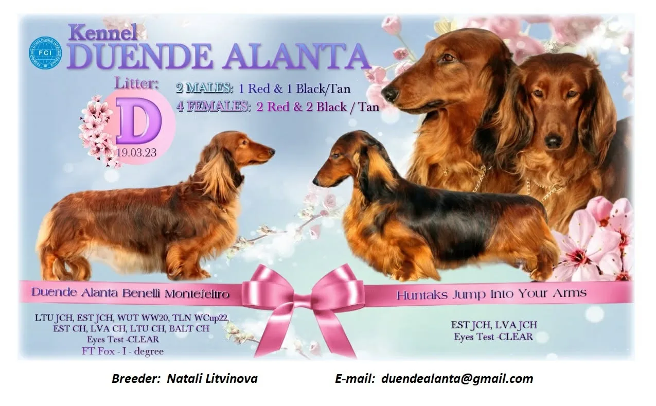 Pesakond D — Duende Alanta